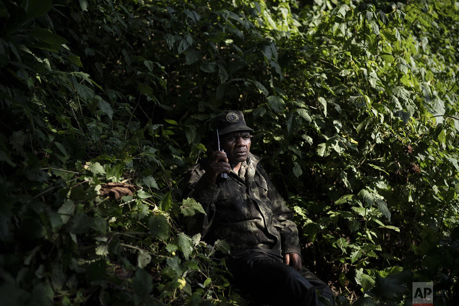 Gorilla tracker Gabriel Safari talks on the radio as he monitors gorillas of the Agasha group in the Volcanoes National Park, Rwanda. (AP Photo/Felipe Dana)