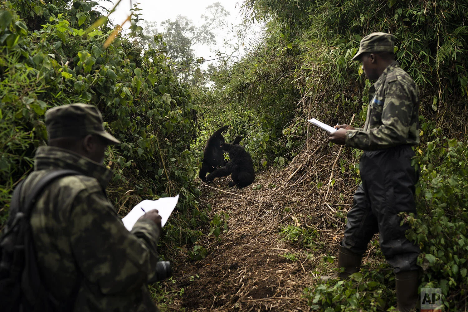 Gorilla trackers Emmanuel Bizagwira, right, and Gabriel Safari observe two gorillas of the Agasha Group as they play in the Volcanoes National Park, Rwanda. (AP Photo/Felipe Dana)