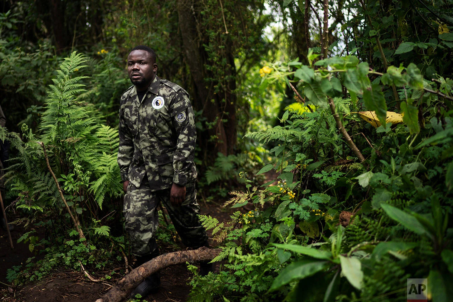 Biologist Jean Paul Hirwa walks down a trail to observe mountain gorillas in the Volcanoes National Park, Rwanda.