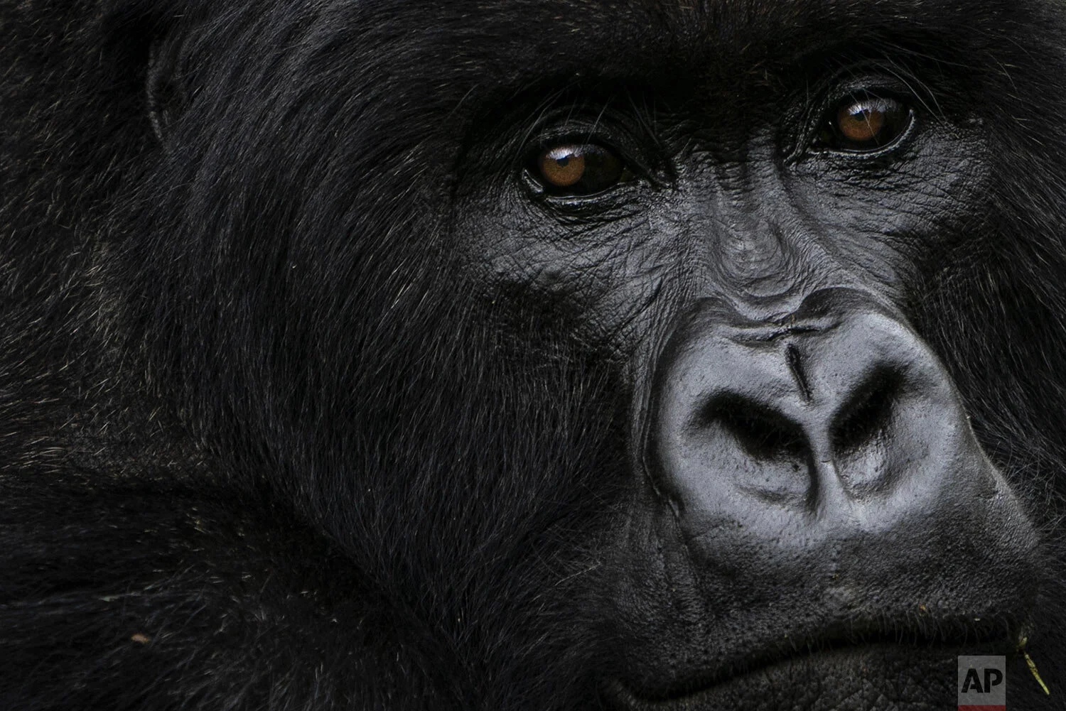 A silverback mountain gorilla called Pato, sits in the Volcanoes National Park, Rwanda. (AP Photo/Felipe Dana)