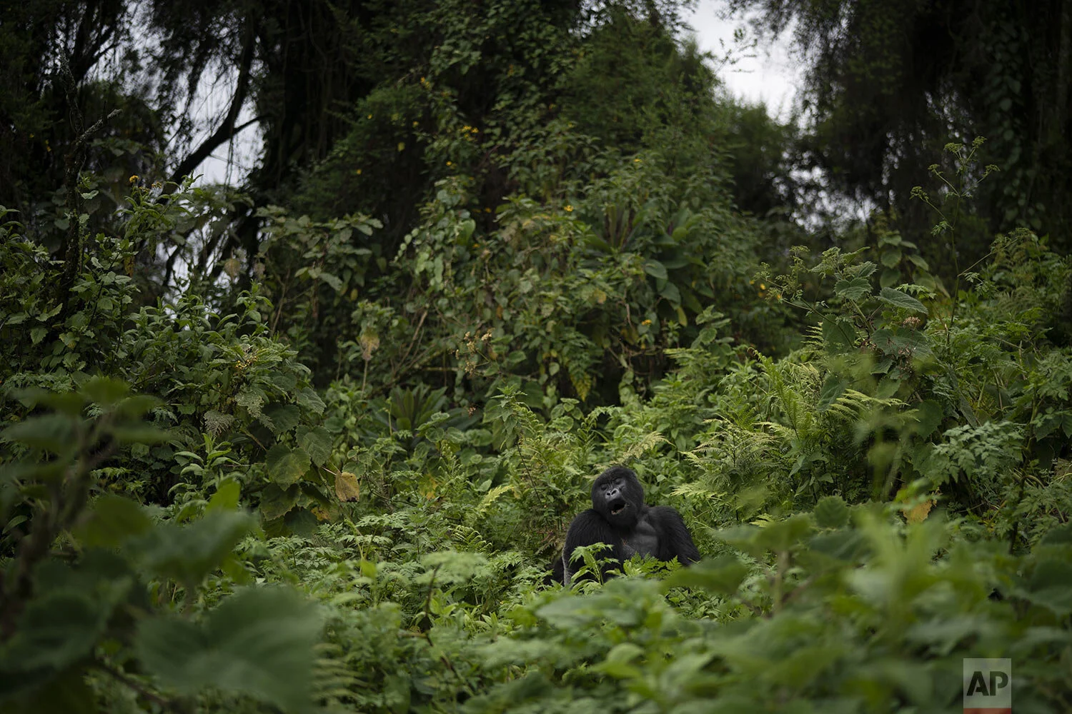 A silverback mountain gorilla called Pato, sits in the Volcanoes National Park, Rwanda. (AP Photo/Felipe Dana)