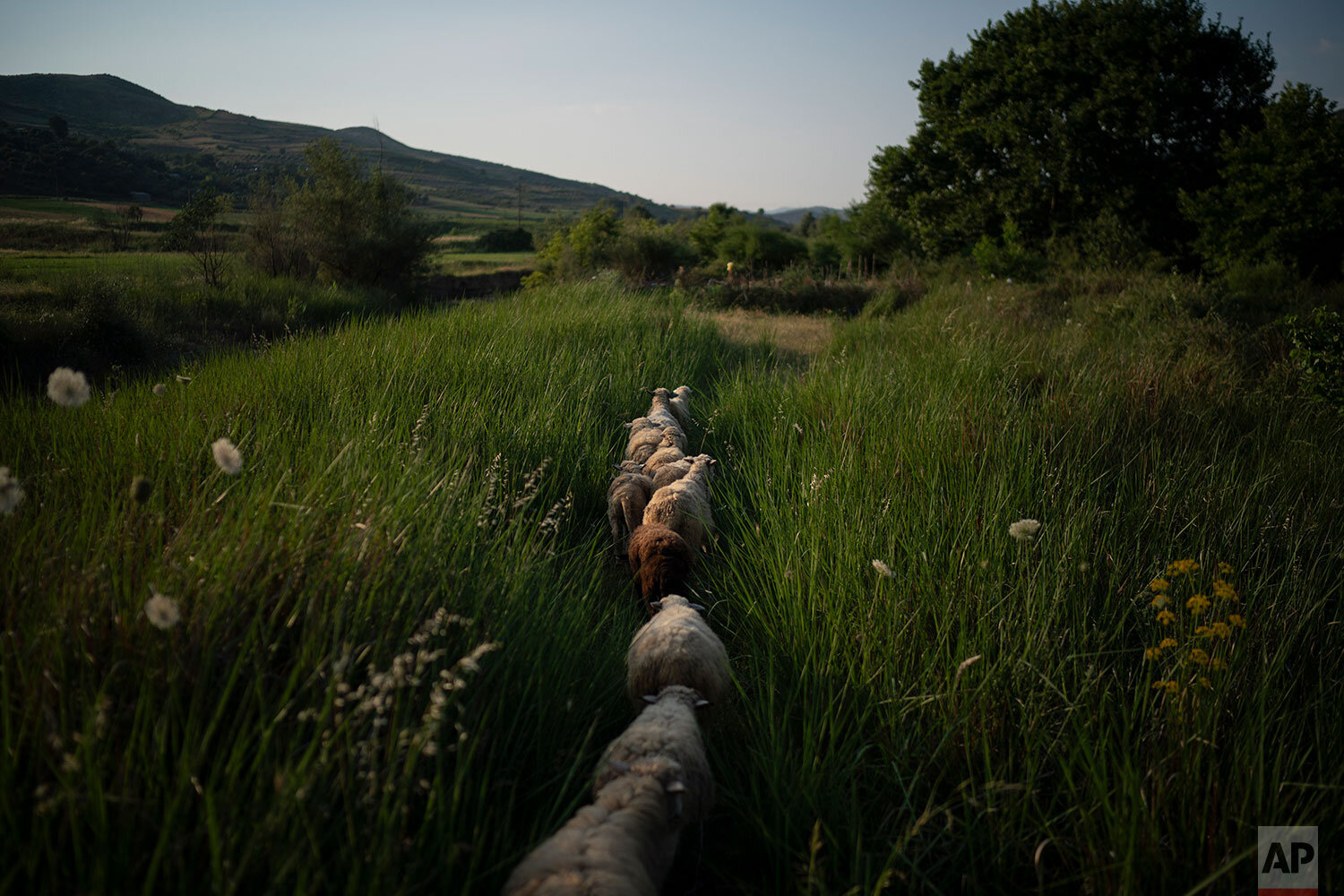  In this June 27, 2019 photo, sheep are pastured near the shore of the Vjosa River in Ane Vjosa, Albania. (AP Photo/Felipe Dana) 