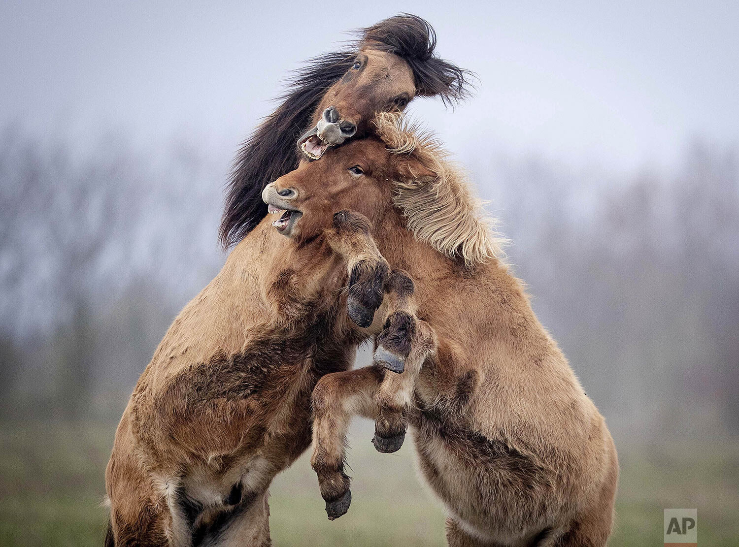  Two Iceland stallions play in a paddock of a stud in Wehrheim near Frankfurt, Germany, Friday, Nov. 22, 2019. (AP Photo/Michael Probst) 