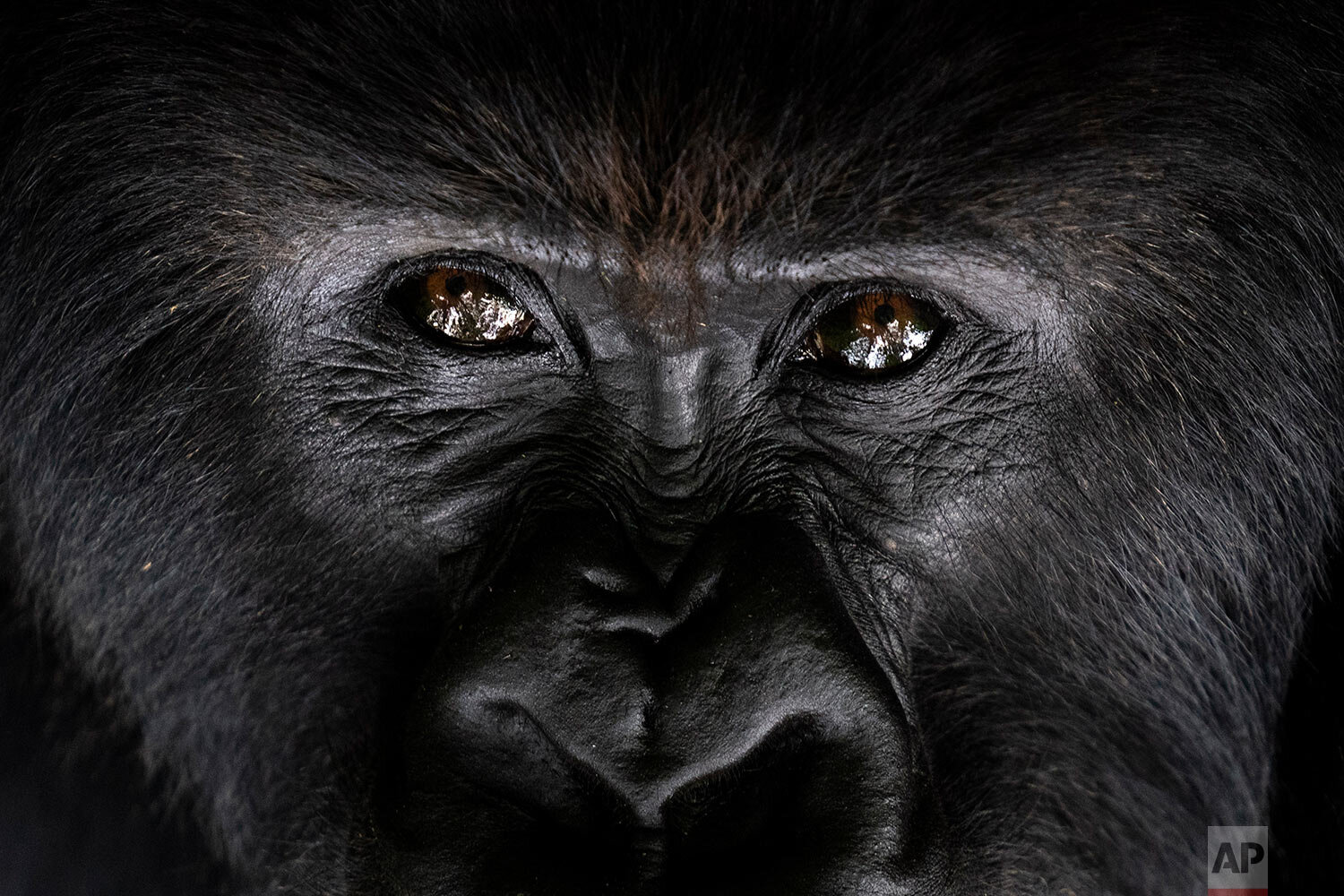  A silverback mountain gorilla named Segasira looks up as he lies under a tree in the Volcanoes National Park, Rwanda, on Sept. 2, 2019. (AP Photo/Felipe Dana) 