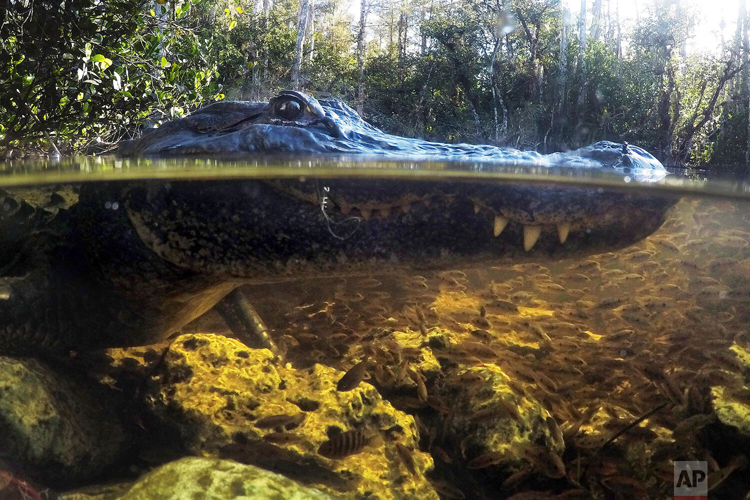  An alligator ignores the small fish swimming nearby as it awaits its next opportunity for a meal in the Big Cypress National Preserve in Florida on Oct. 30, 2019. A fishing line dangles from the reptile's mouth. (AP Photo/Robert F. Bukaty) 