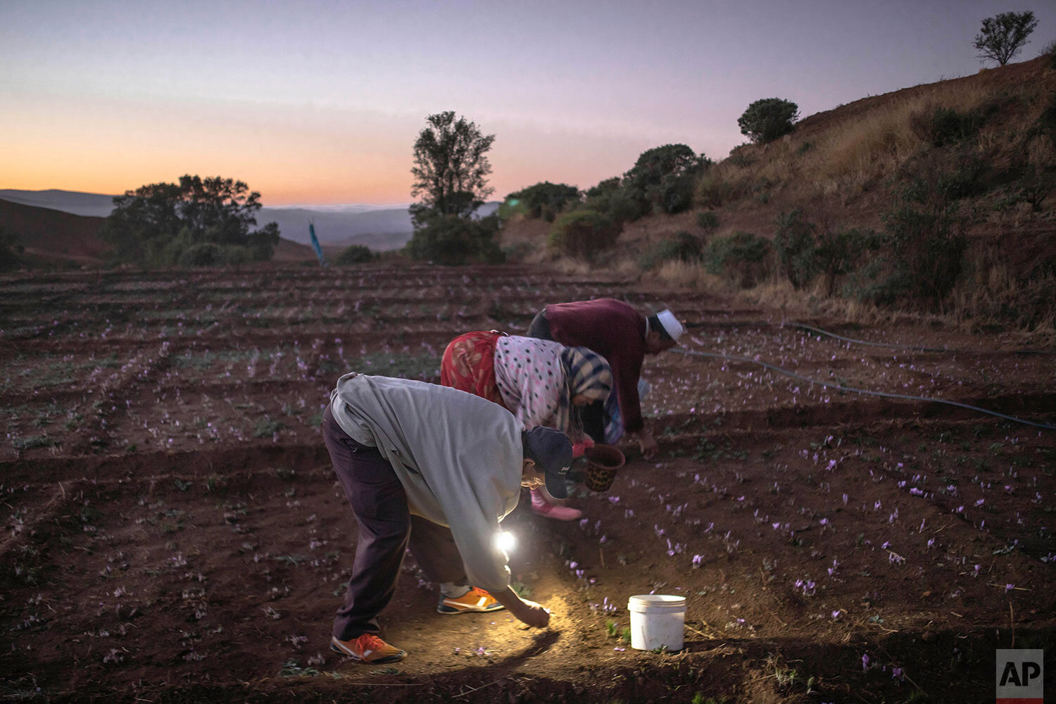  In this Tuesday, Nov. 5, 2019 photo, villagers pick Saffron flowers at dawn during harvest season in Askaoun, a small village near Taliouine, in Morocco's Middle Atlas Mountains. The saffron plants bloom for only two weeks a year and the flowers, ea