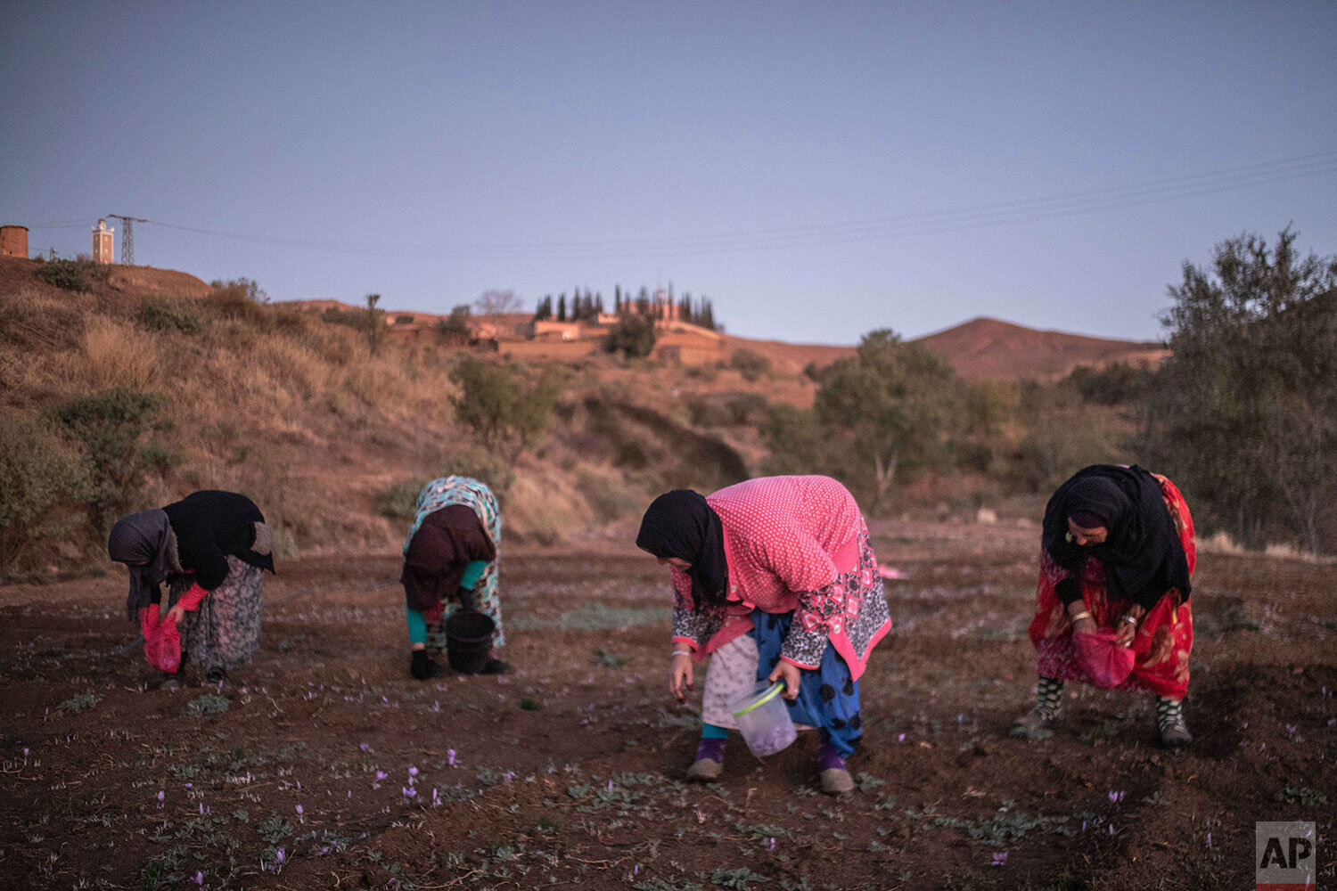  In this Tuesday, Nov. 5, 2019 photo, villagers pick Saffron flowers at dawn during harvest season in Askaoun, a small village near Taliouine, in Morocco's Middle Atlas Mountains. The saffron plants bloom for only two weeks a year and the flowers, ea