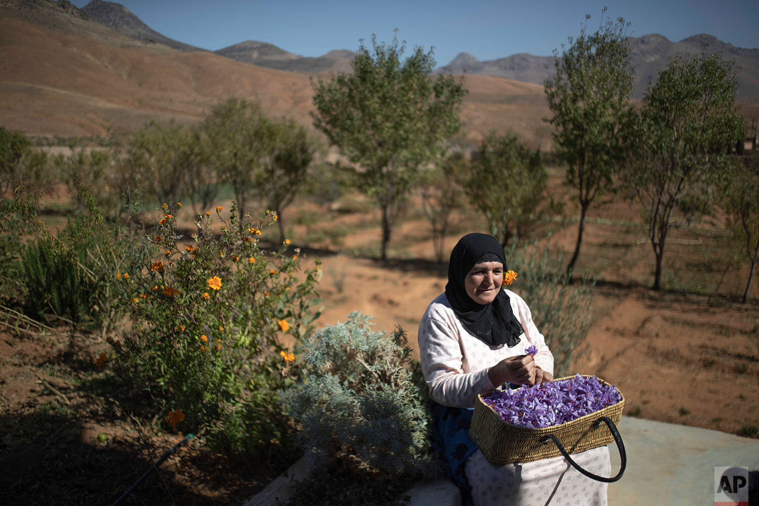  In this Tuesday, Nov. 5, 2019 photo, Fatima Aït Tahadousht, 50, displays a basket of freshly collected Saffron flowers during harvest season in Askaoun, a small village near Taliouine, in Morocco's Middle Atlas Mountains. The saffron plants bloom fo