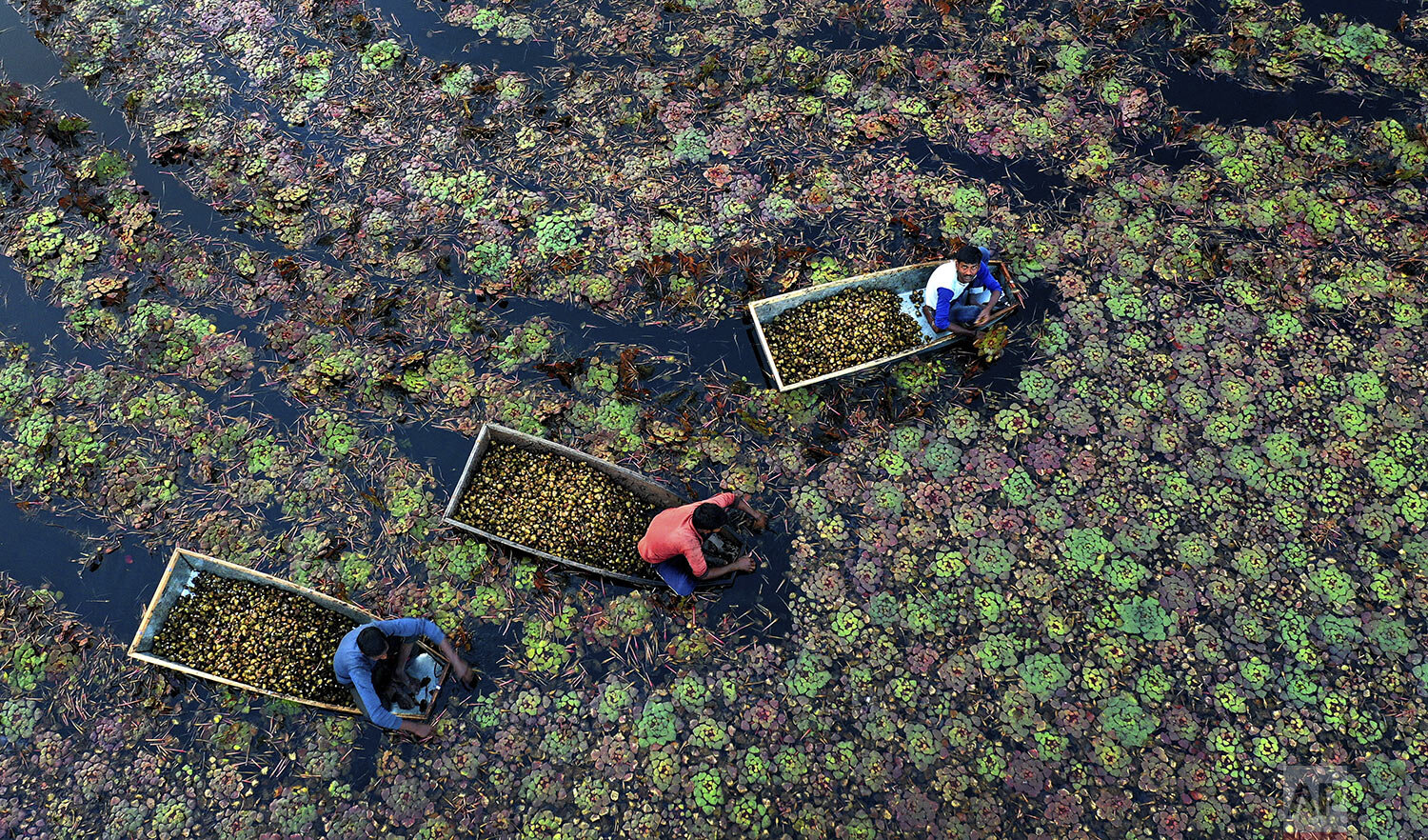  Villagers pluck water chestnuts from a pond in Kanpur, Uttar Pradesh state, India, Wednesday, Dec. 4, 2019. (AP Photo/Rajesh Kumar Singh) 