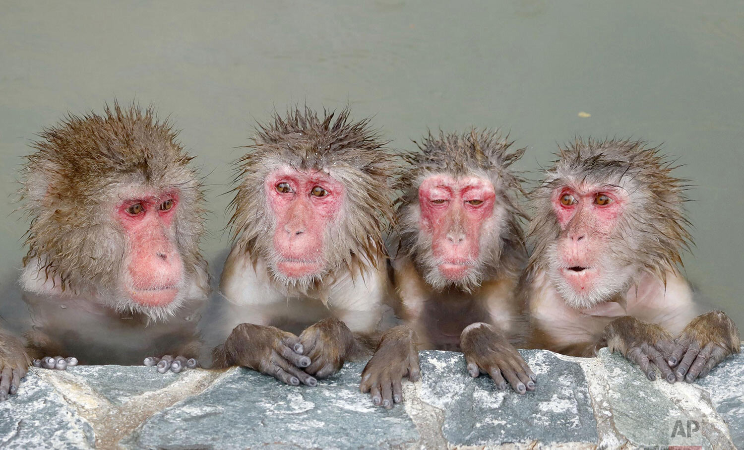  Japanese macaque, also known as snow monkeys,  soak in a hot spring at a Hakodate Tropical Botanical Garden in Hakodate, northern Japan, Sunday, Dec. 1, 2019. (Yohei Fukai/Kyodo News via AP) 