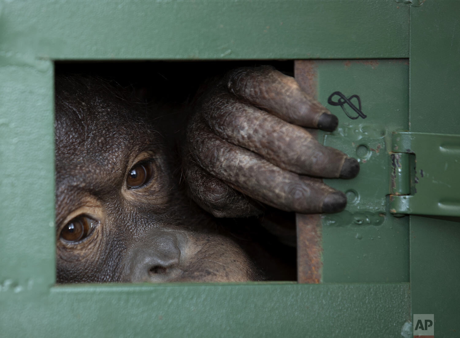  Cola, a 10-year-old female orangutan, waits in a cage to be sent back to Indonesia at a Suvarnabhumi Airport in Bangkok, Thailand, Friday, Dec. 20, 2019. (AP Photo/Sakchai Lalit) 