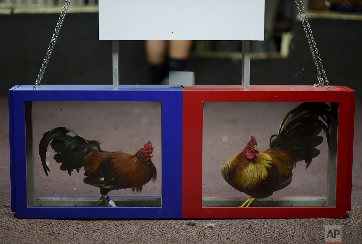  Fighting cocks are kept inside boxes before being made to fight at the Campanillas cockfighting club in Toa Baja, Puerto Rico, Dec. 18, 2019. Puerto Rico’s governor signed a bill authorizing cockfighting in defiance of a federal ban on the practice.