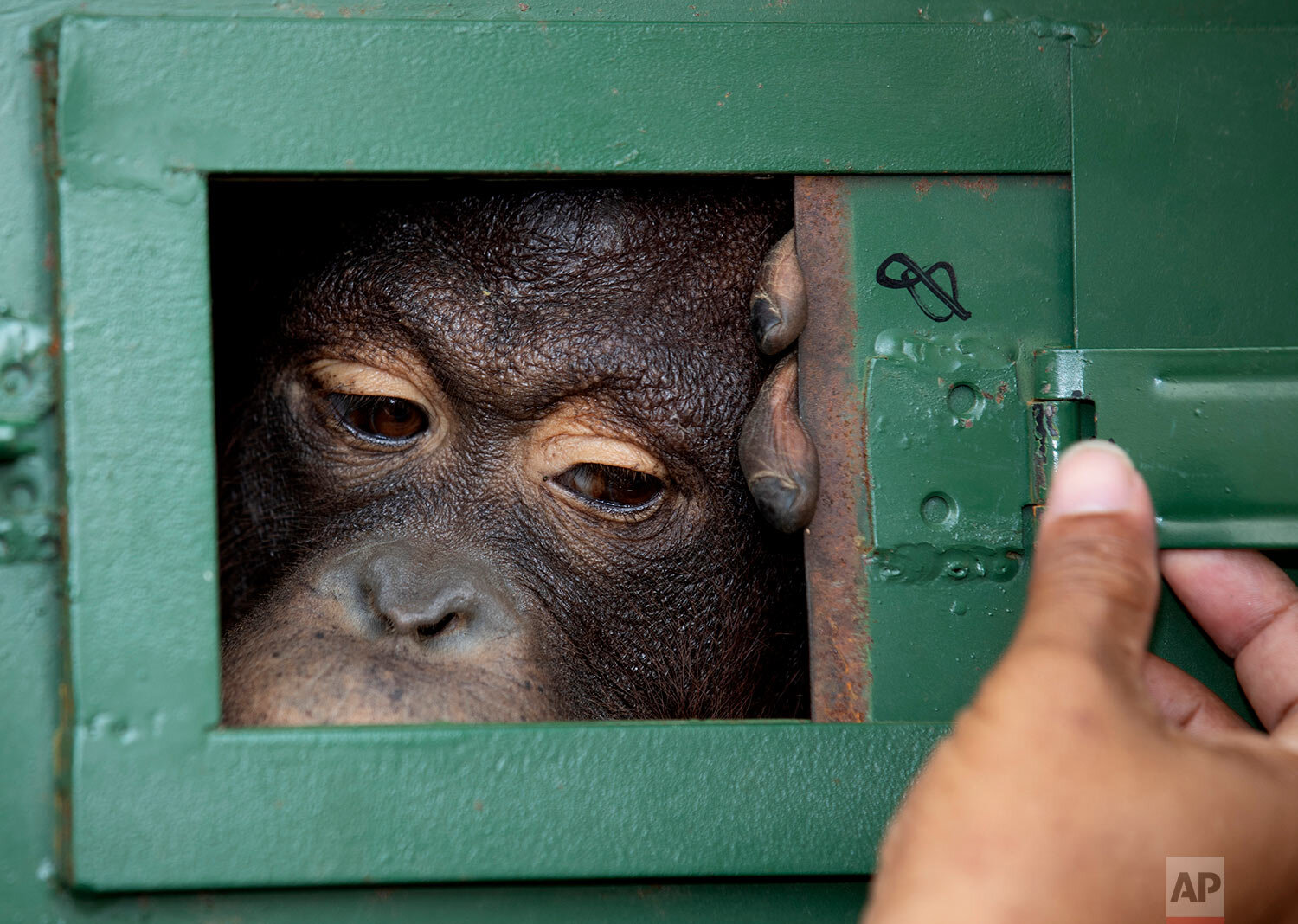 A Thai officer closes the window of cage where Cola, a 10-year-old female orangutan, waits to be sent back to Indonesia at Suvarnabhumi Airport in Bangkok, Thailand, on Friday, Dec. 20, 2019. Wildlife authorities in Thailand repatriated two oranguta