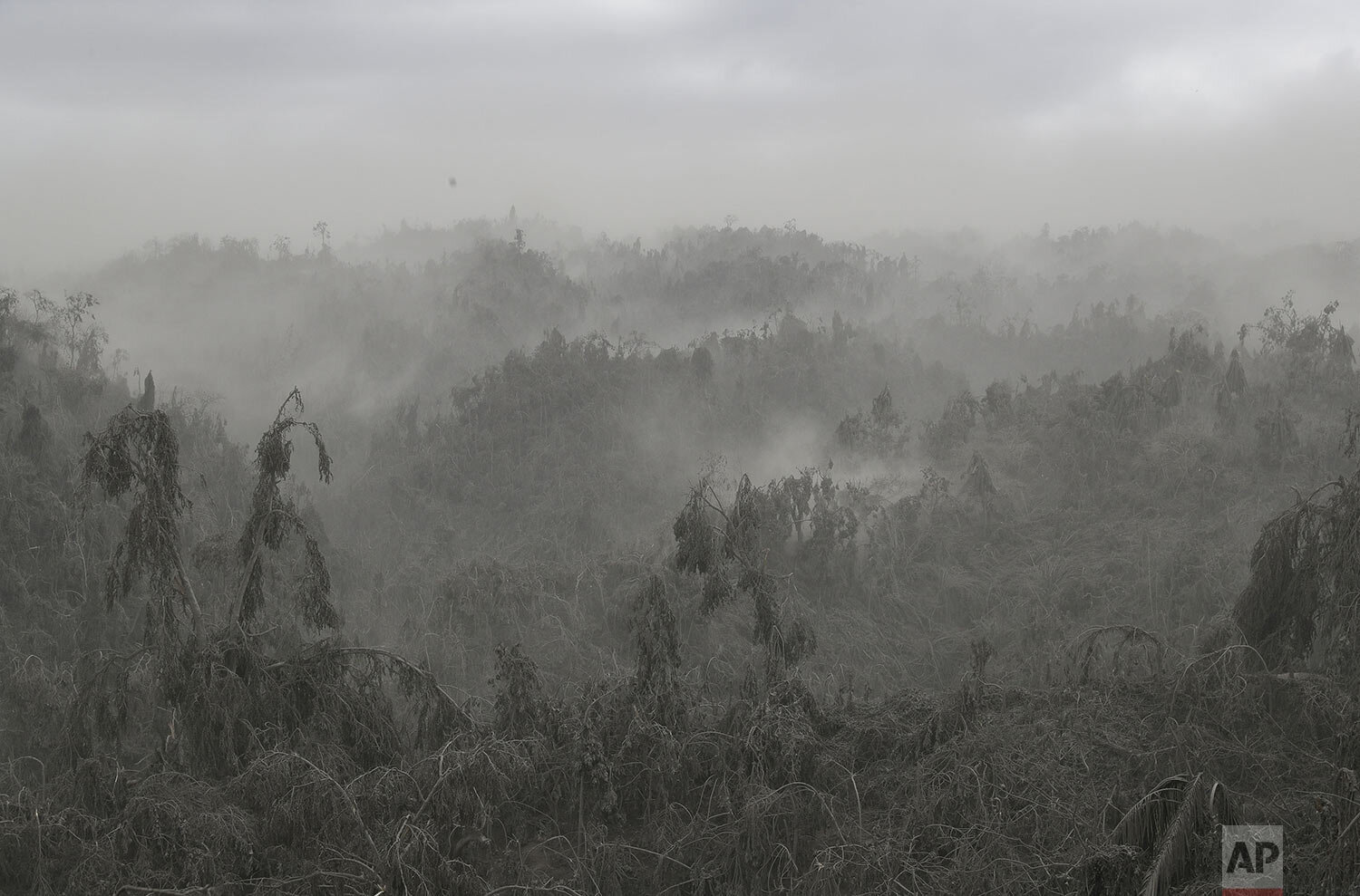  Clouds of volcanic ash rise up from damaged trees in Laurel, Batangas province, southern Philippines on Tuesday, Jan. 14, 2020. (AP Photo/Aaron Favila) 