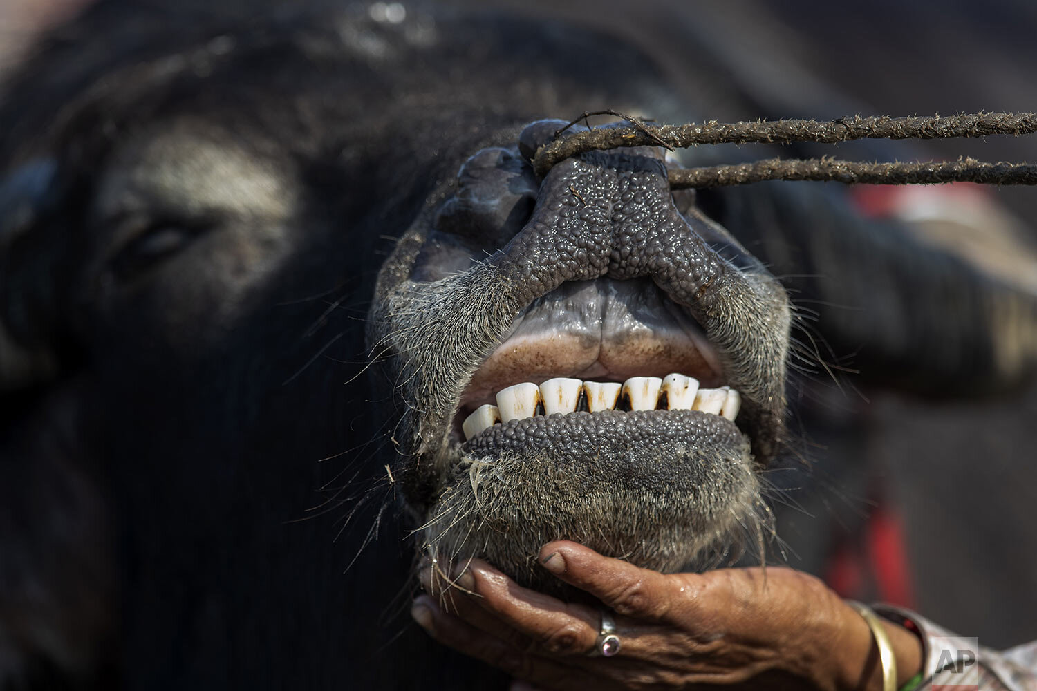  A buffalo owner pats his buffalo after it won a traditional buffalo fight held as part of Magh Bihu festivities at Boidyabori village, east of Gauhati, India, Thursday, Jan. 16, 2020. (AP Photo/Anupam Nath) 