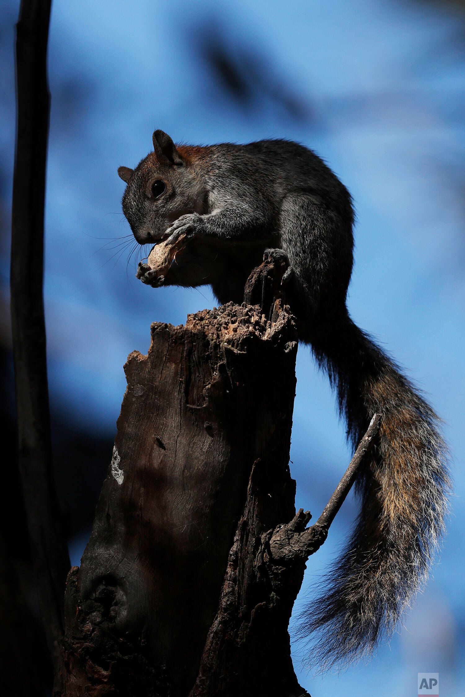  A squirrel nibbles on the shell of a peanut while perched on a tree stump, in the San Juan de Aragon Park, in Mexico City, Tuesday, Feb. 4, 2020. (AP Photo/Marco Ugarte) 