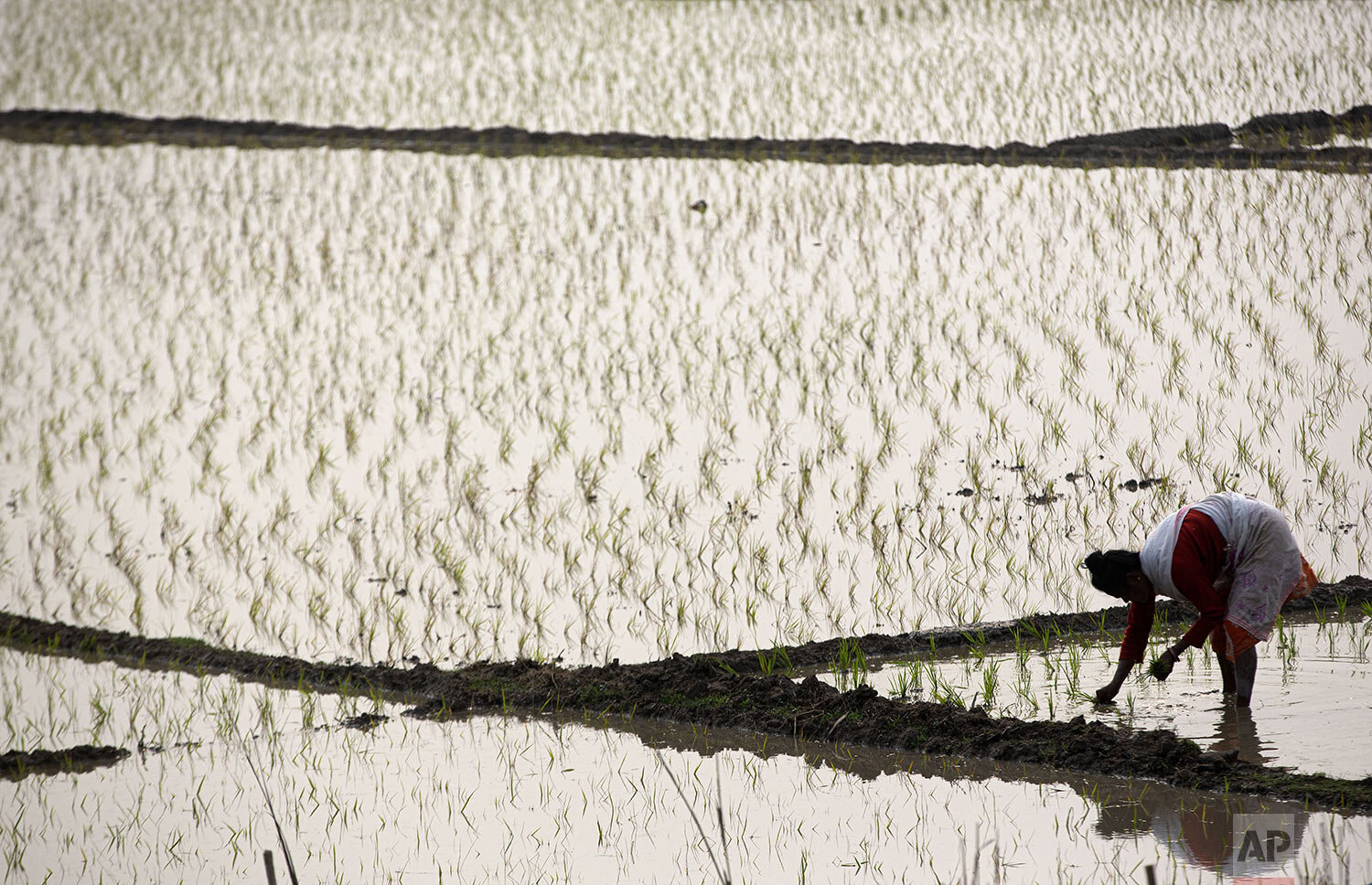 An Indian woman works in a paddy field on the outskirts of Gauhati, India, Wednesday, Feb. 19, 2020. (AP Photo/Anupam Nath)