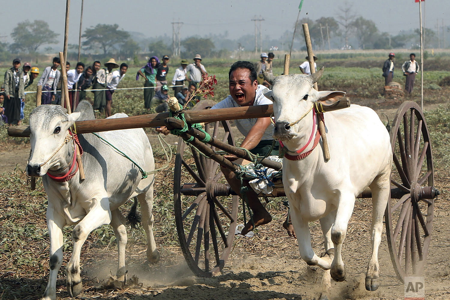 A man rides on an ox cart during a competition at Nay Young Pya Inn Pagoda, on the outskirts of Naypyitaw, Myanmar, Tuesday, Feb. 11, 2020. (AP Photo/Aung Shine Oo)