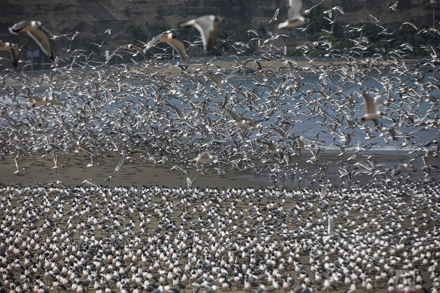  Thousands of birds flock to Agua Dulce beach now largely absent of beachgoers since Peru's president declared a state emergency and ordered people to stay home to help reduce the spread of COVID-19, in Lima, Peru, March 24, 2020.  (AP Photo/Rodrigo 