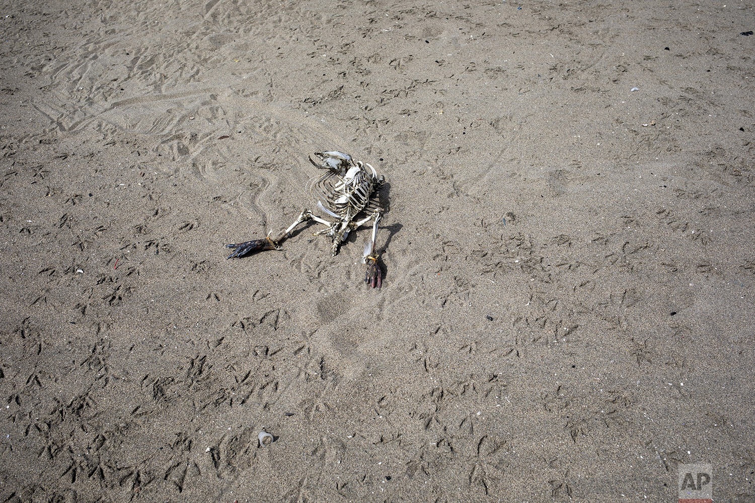  Bird tracks surround a carcass on the shore of Agua Dulce beach in Lima, Peru, March 24, 2020, days after a state of emergency was declared in Peru in response to the new coronavirus outbreak. (AP Photo/Rodrigo Abd) 