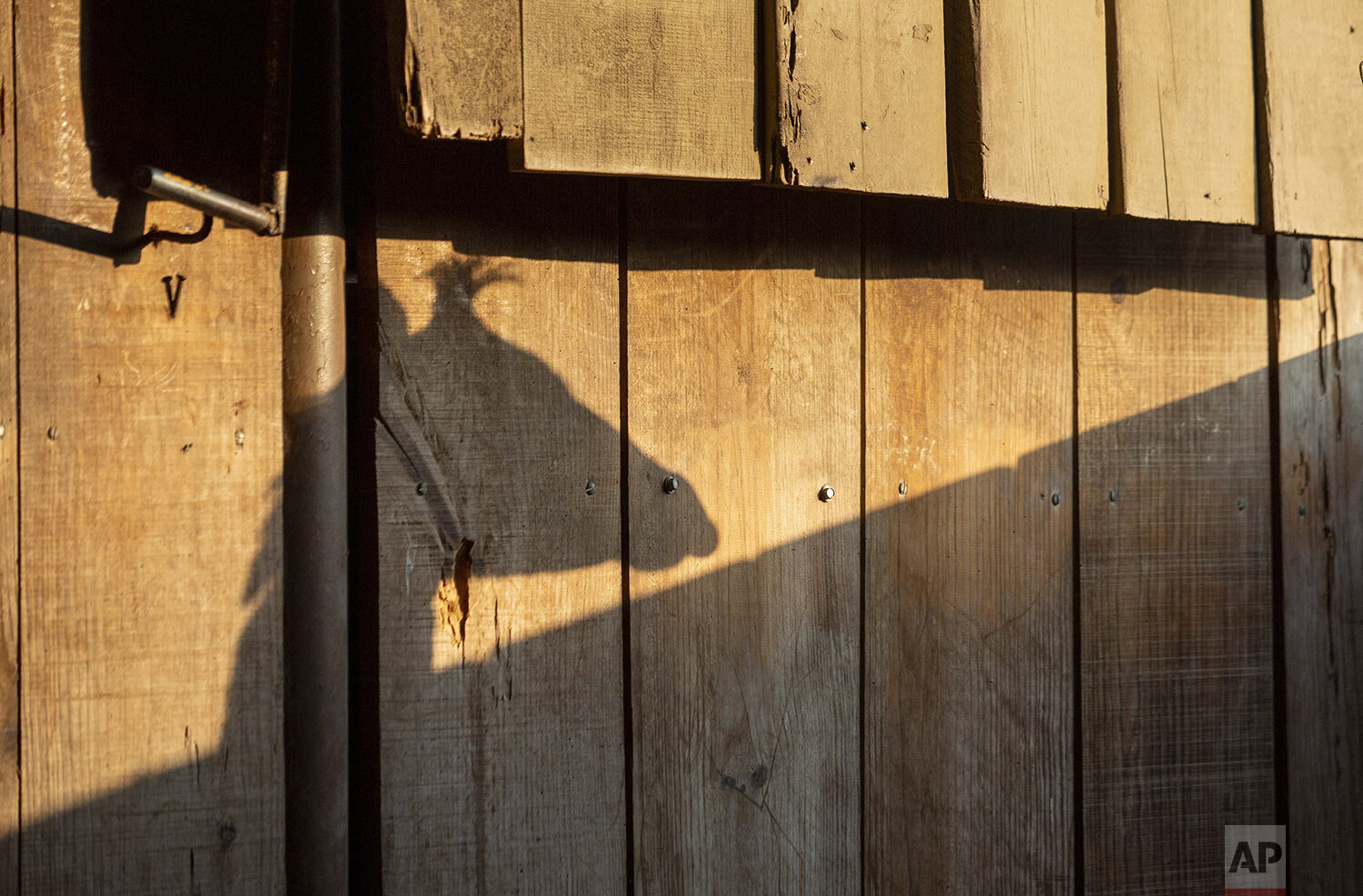  The shadow of Fito, a six-month-old giraffe born in captivity, stands inside his enclosure at La Aurora Zoo which is closed amid measures to contain the spread of the new coronavirus in Guatemala City, March 31, 2020. (AP Photo/Moises Castillo) 