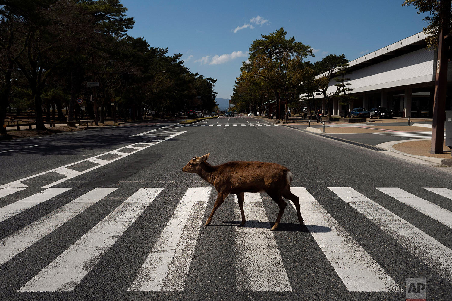  A deer walks across a pedestrian crossing in Nara, Japan, Thursday, March 19, 2020. (AP Photo/Jae C. Hong) 