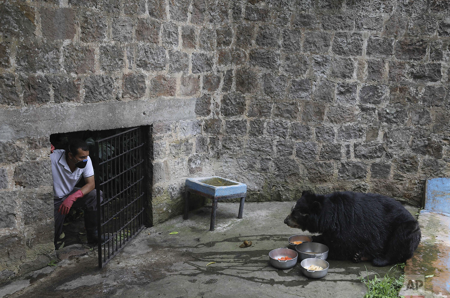  Zookeeper Edilberto Quevedo watches a spectacled bear after placing food at the Santacruz Zoo which is closed amid a lockdown to help contain the spread of the new coronavirus in San Antonio, near Bogota, Colombia, Tuesday, April 21, 2020. The zoo d