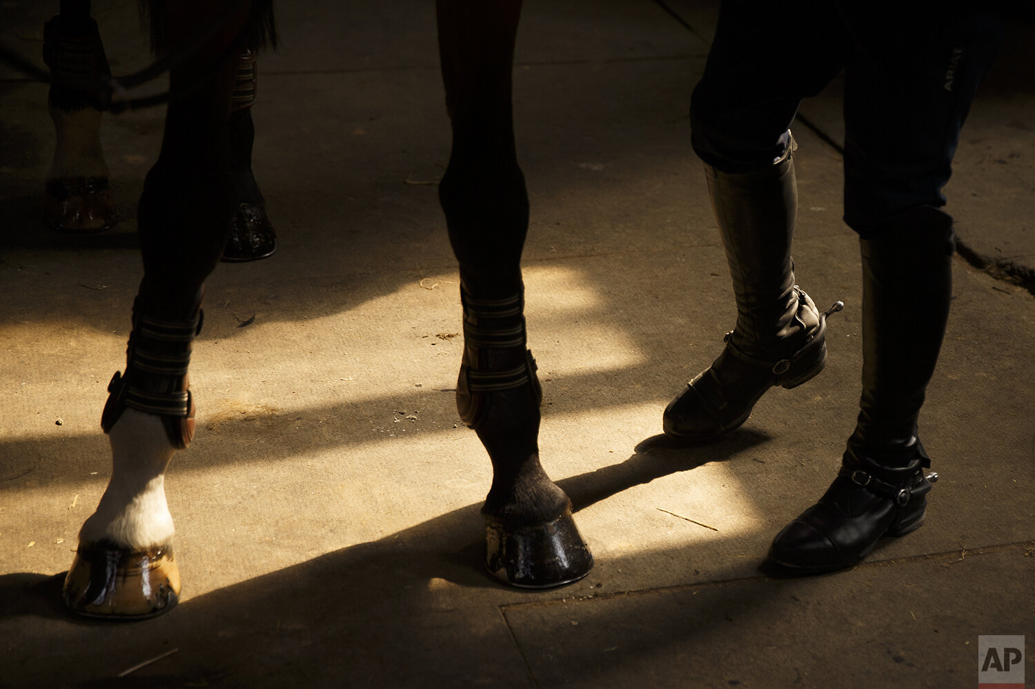  Phillip Dutton, a medal-winning equestrian on the U.S. Olympic team, prepares Fernhill Revolution  before a training session at his farm, Thursday, April 2, 2020, in West Grove, Pa. (AP Photo/Matt Slocum) 