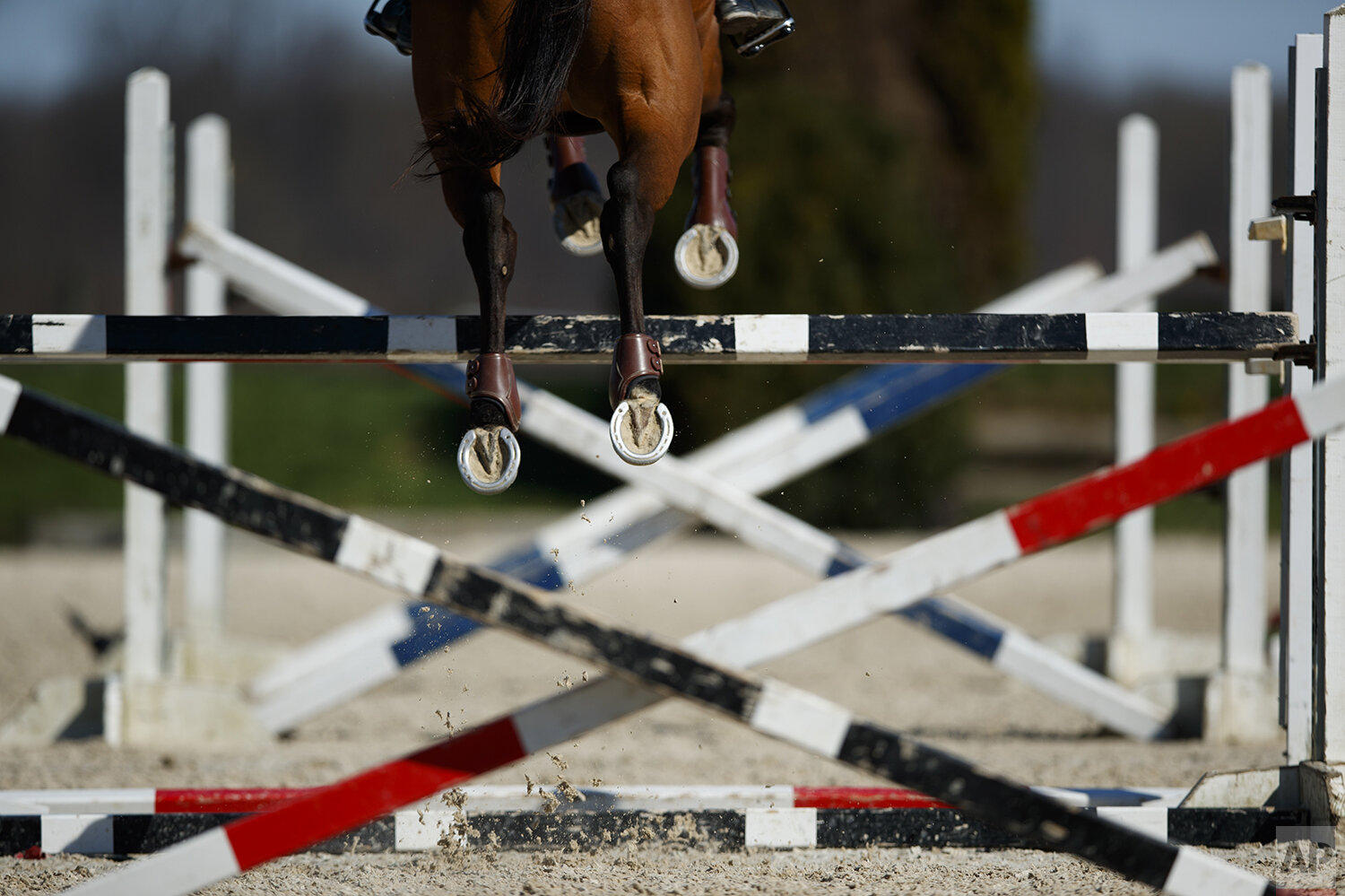 Fernhill Singapore, ridden by Phillip Dutton, a medal-winning equestrian on the U.S. Olympic team, leaps through a series of jumps during a training session, Thursday, April 2, 2020, in West Grove, Pa. (AP Photo/Matt Slocum) 