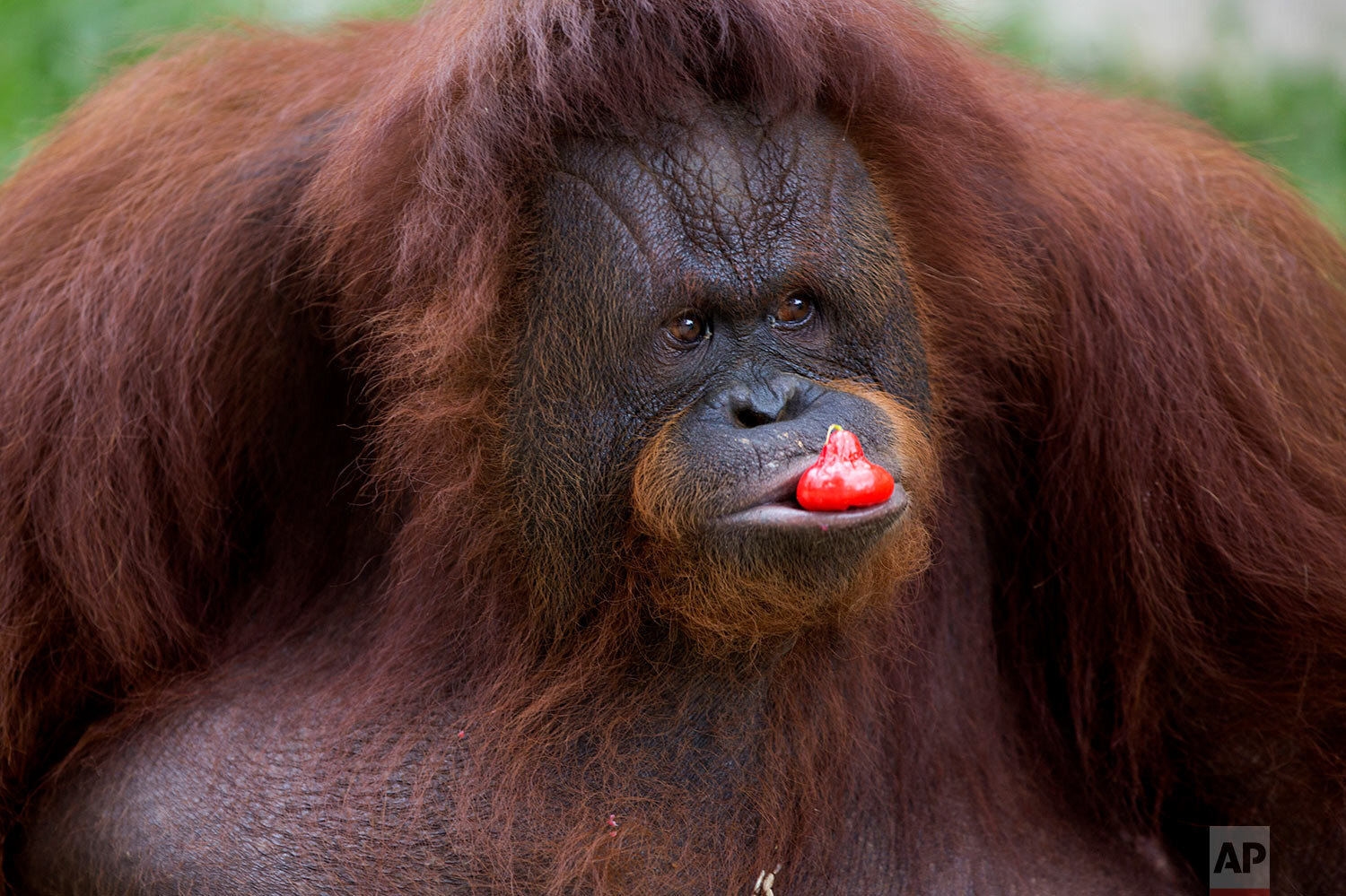  A female orangutan named Amidah eats donated fruit, inside her enclosure at Medan Zoo in Medan, North Sumatra, Indonesia, Friday, May 1, 2020.  (AP Photo/Binsar Bakkara) 