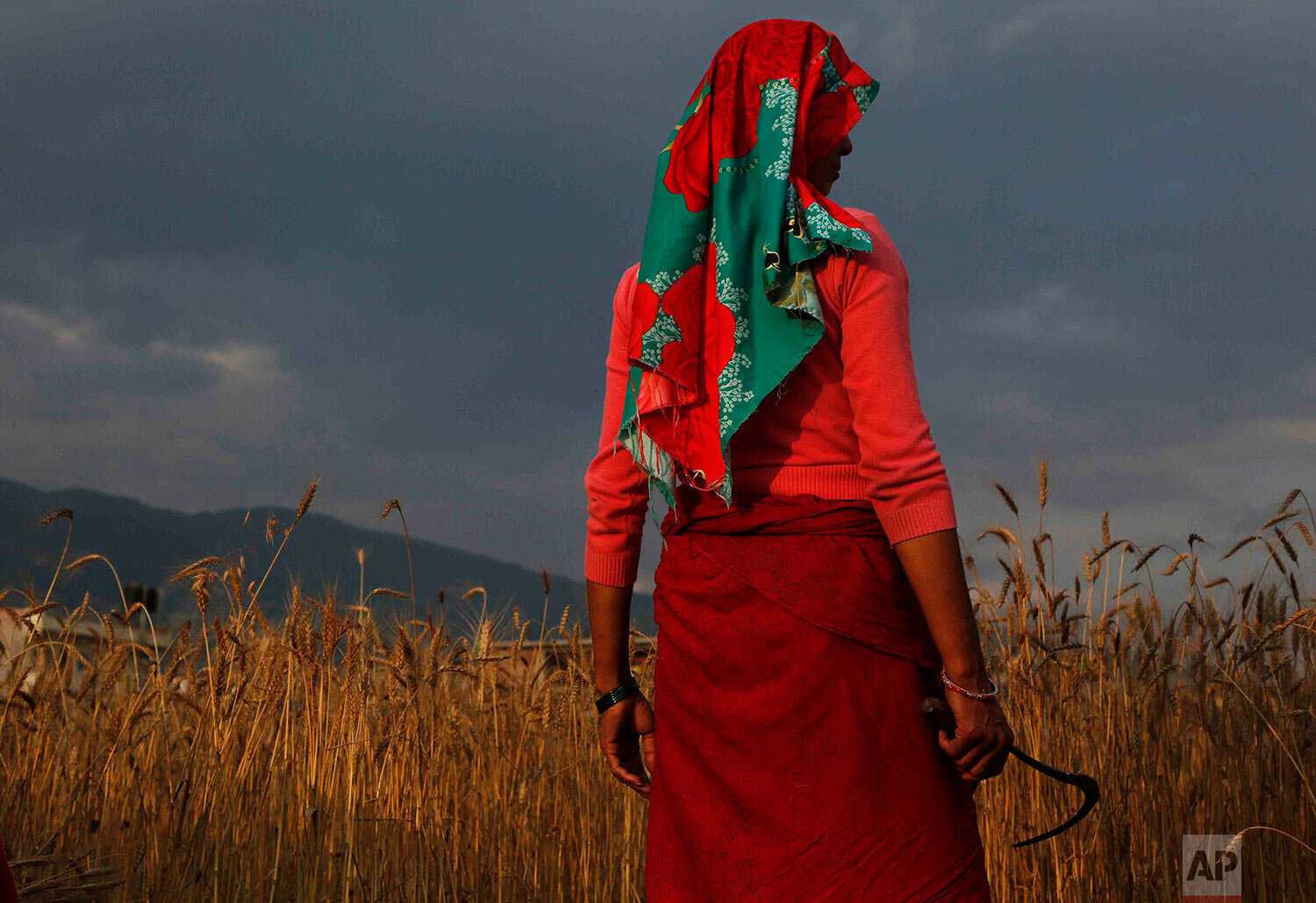  A Nepalese farmer stands holding a sickle by a wheat field during lockdown on the outskirts of Kathmandu, Nepal, Wednesday, May 13, 2020.. (AP Photo/Niranjan Shrestha) 