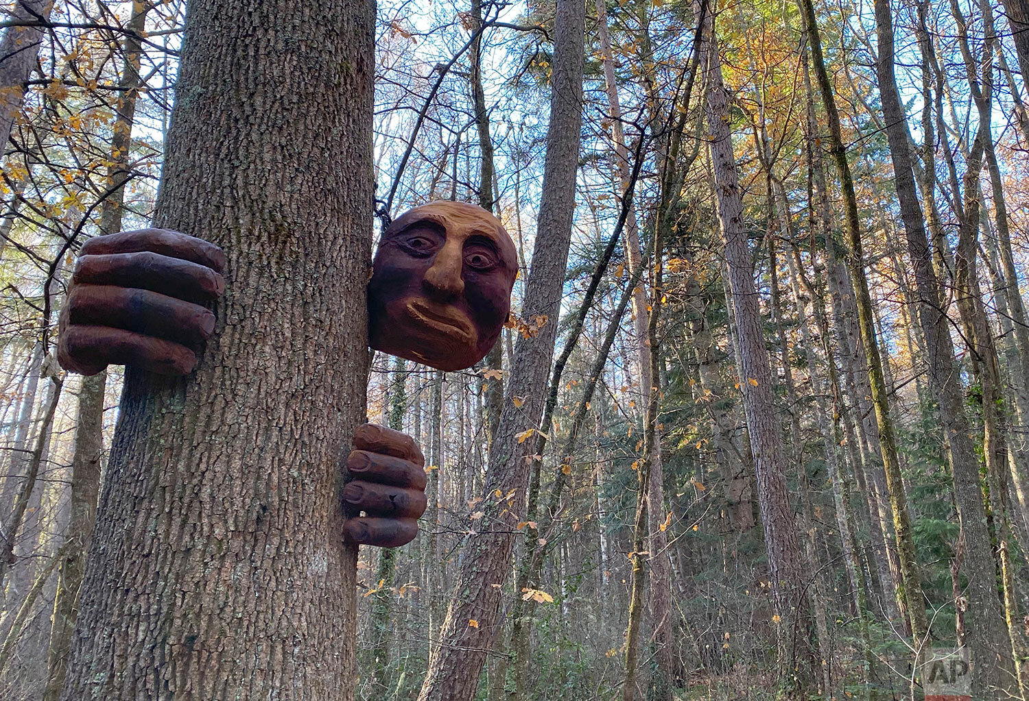  A "friendly giant" sculpture hangs from a tree in the Hanmer Heritage Forest at Hammer Springs, New Zealand, Sunday, June 14, 2020.  (AP Photo/Mark Baker) 