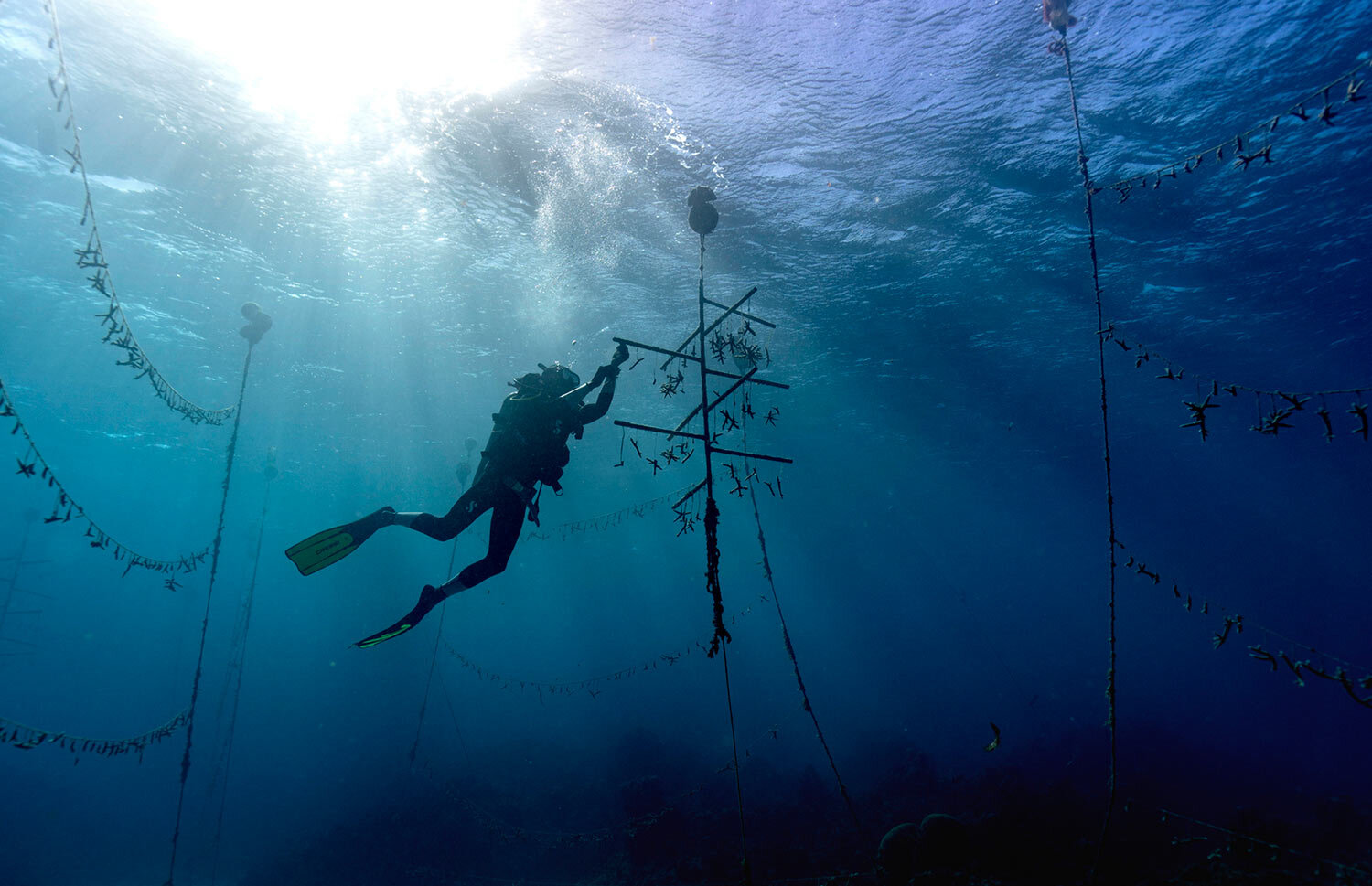  Diver Lenford DaCosta cleans up lines of staghorn coral at an underwater coral nursery inside the Oracabessa Fish Sanctuary, Tuesday, Feb. 12, 2019, in Oracabessa, Jamaica. With fish and coral, it's a codependent relationship. The fish rely upon the