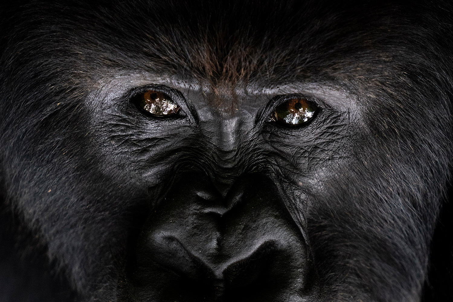  In this Sept. 2, 2019 photo, a silverback mountain gorilla called Segasira looks up as he lays under a tree in the Volcanoes National Park, Rwanda. (AP Photo/Felipe Dana) 