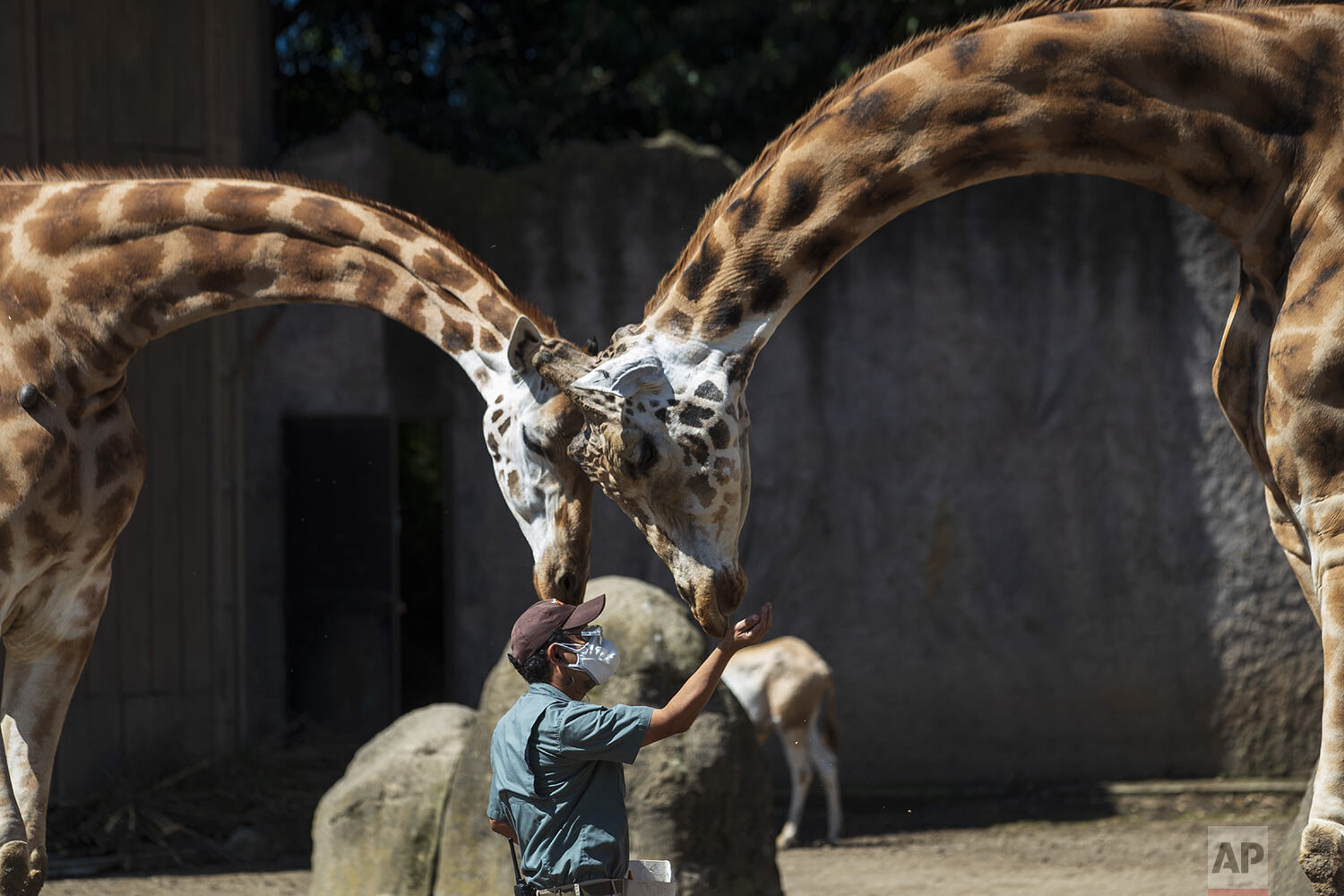  A zoo keeper feeds a giraffe during a media tour of La Aurora Zoo in Guatemala City, Tuesday, Aug. 25, 2020, as it reopens to the public amid the COVID-19 pandemic. (AP Photo/Moises Castillo) 