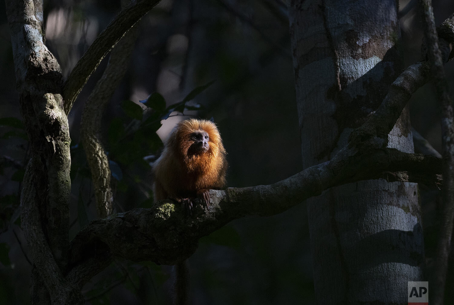  A Golden Lion Tamarin sits in the Atlantic Forest region of Silva Jardim in Rio de Janeiro state, Brazil, Aug. 6, 2020, where an eco-corridor will soon allow primates to safely cross an interstate highway. (AP Photo/Silvia Izquierdo) 