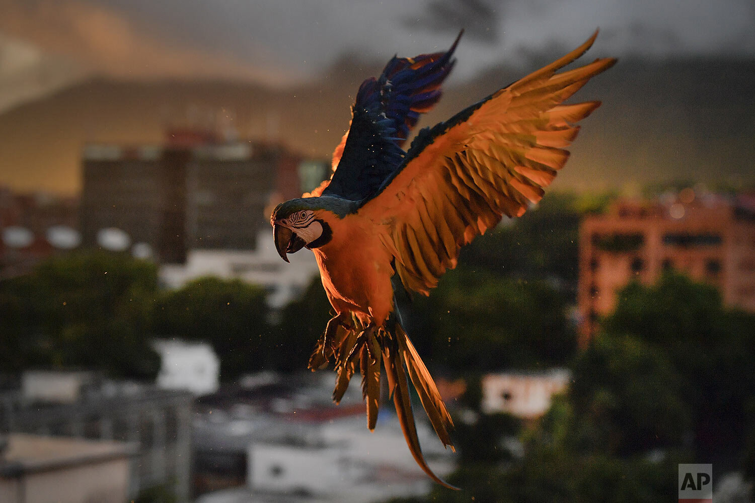  A macaw looks to land on an antenna for food in Caracas, Venezuela, Sept. 5, 2020. Legend has it that Caracas' signature bird was introduced in the 1970s by Italian immigrant Vittorio Poggi, who says he nurtured a lost macaw and trained it to fly wi