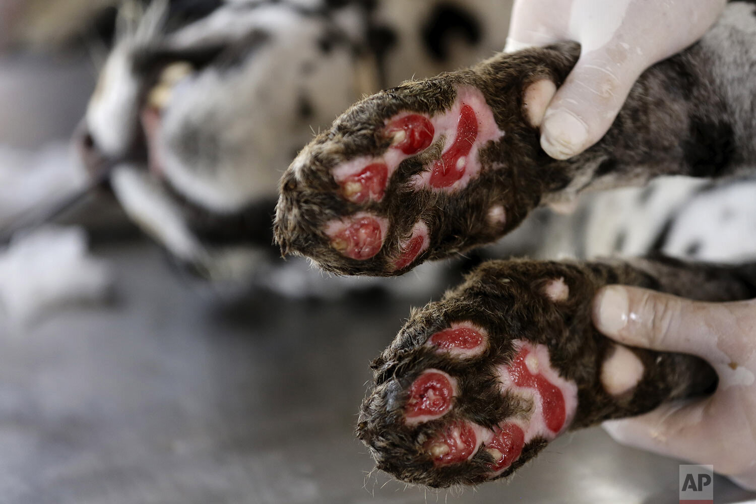  A vet shows the paws of  Jaguar “Amanaci,” who suffers third degree burns due to the fires in the Pantanal, at Nex Felinos NGO that defends endangered wild cats in Corumba, Brazil, Sept. 27, 2020. Two Jaguars were rescued from the Pantanal fire and 