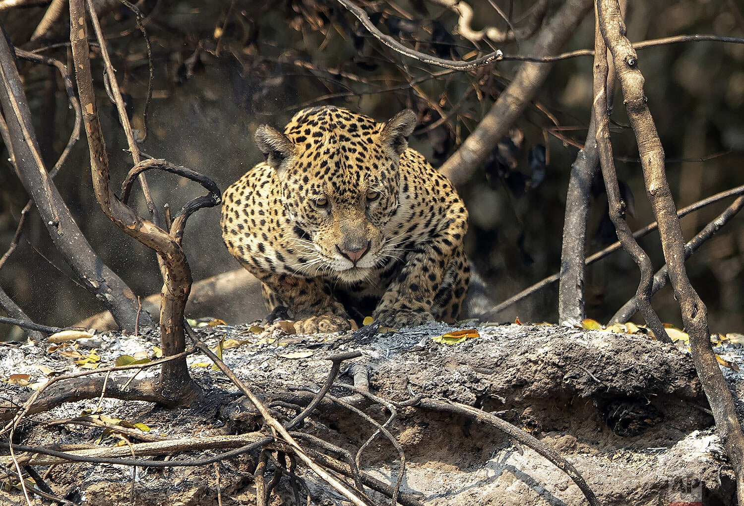  A jaguar crouches on an area recently scorched by wildfires at the Encontro das Aguas park in the Pantanal wetlands near Pocone, Mato Grosso state, Brazil, Sept. 13, 2020. Firefighters, troops and volunteers have been scrambling to rescue animals be