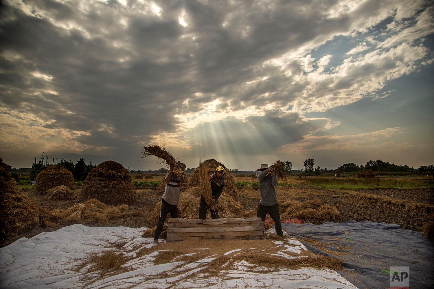  Kashmiri farmers thresh paddy on the outskirts of Srinagar, Indian controlled Kashmir, Sunday, Sept. 13, 2020.  (AP Photo/Mukhtar Khan) 