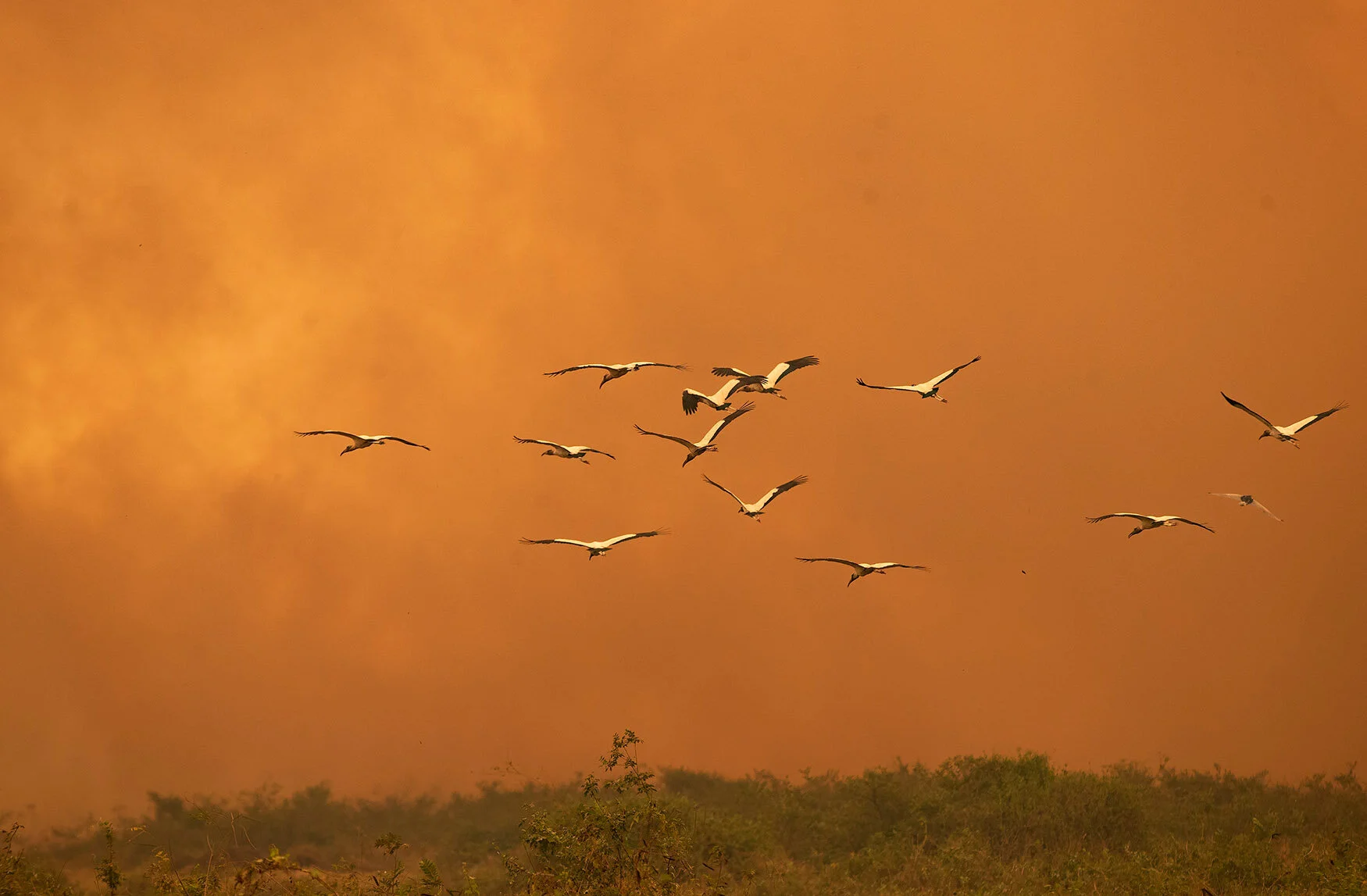 As Brazil's wetlands burned, government did little to help