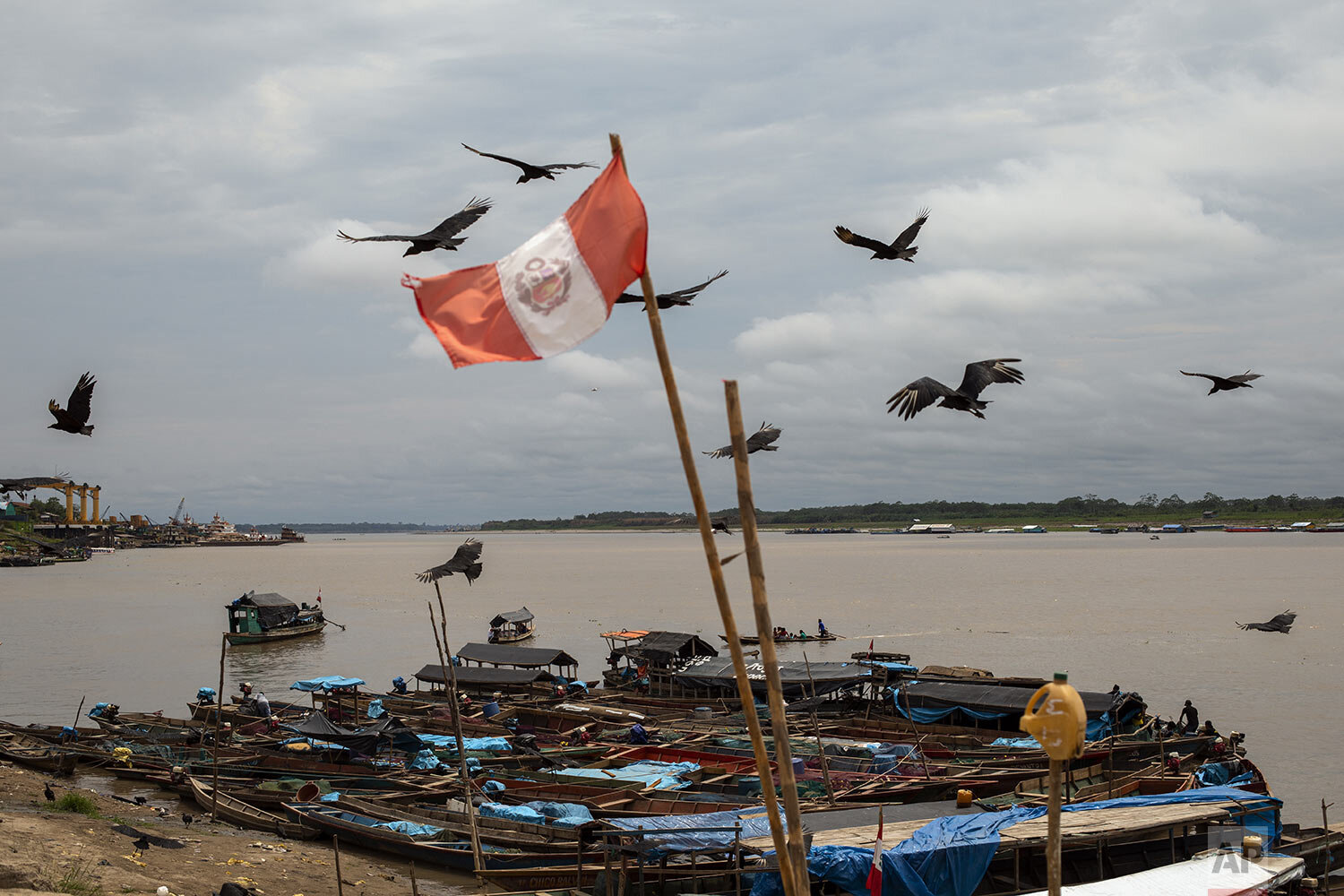  A flock of vultures flock near a Peruvian national flag at the main port in Pucallpa, in Peru’s Ucayali region, Monday, Oct. 4, 2020. (AP Photo/Rodrigo Abd) 