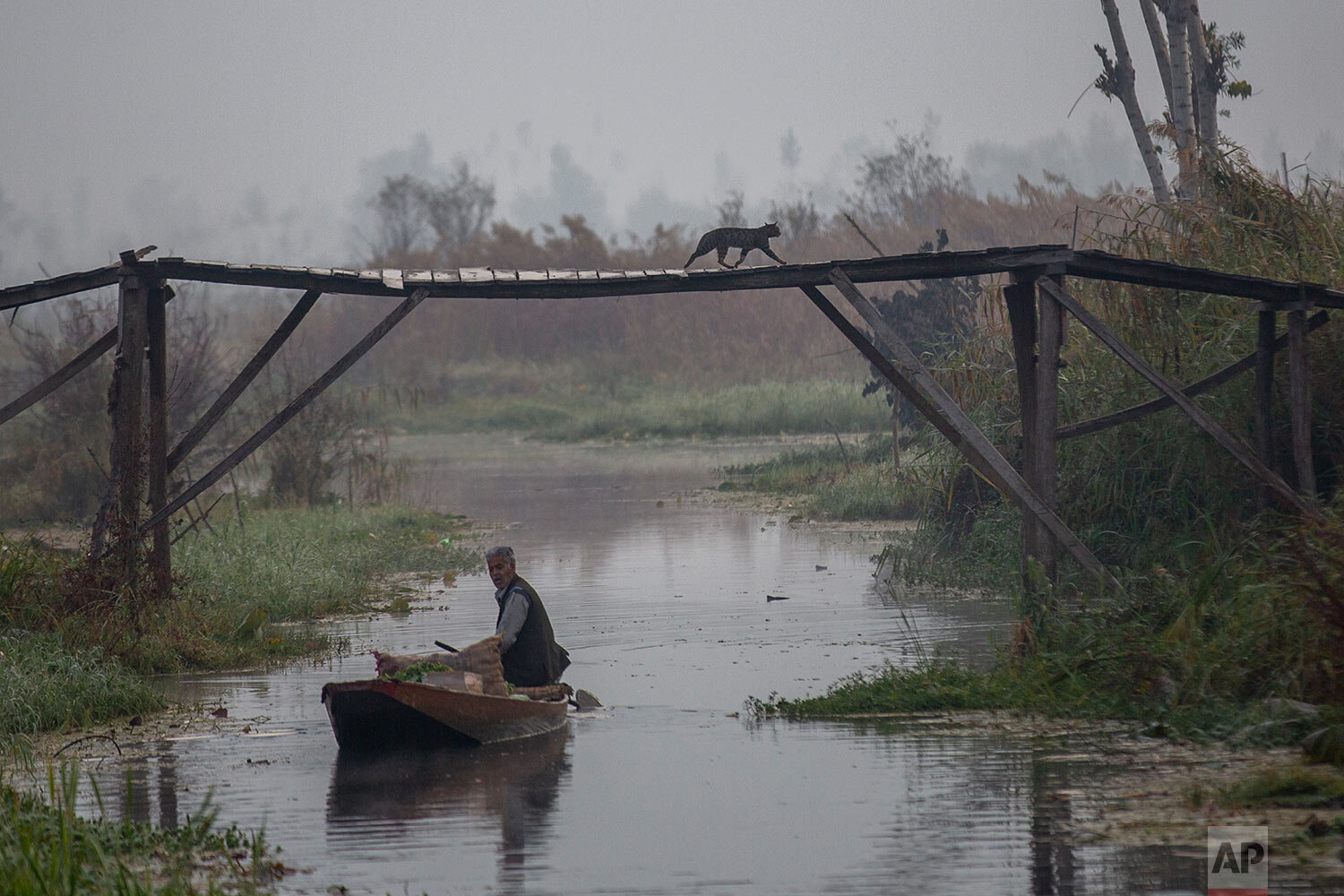  A cat crosses a foot bridge as a Kashmiri man rows his boat carrying vegetables after buying them from a floating vegetable market on the Dal Lake in Srinagar, Indian controlled Kashmir, Sunday, Oct. 18, 2020. (AP Photo/ Dar Yasin) 