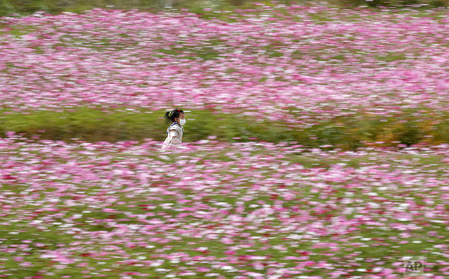  A young visitor wearing a face mask as a precaution against the coronavirus runs through a field of blooming cosmos flowers in Paju, South Korea, Wednesday, Oct. 14, 2020. (AP Photo/Lee Jin-man) 