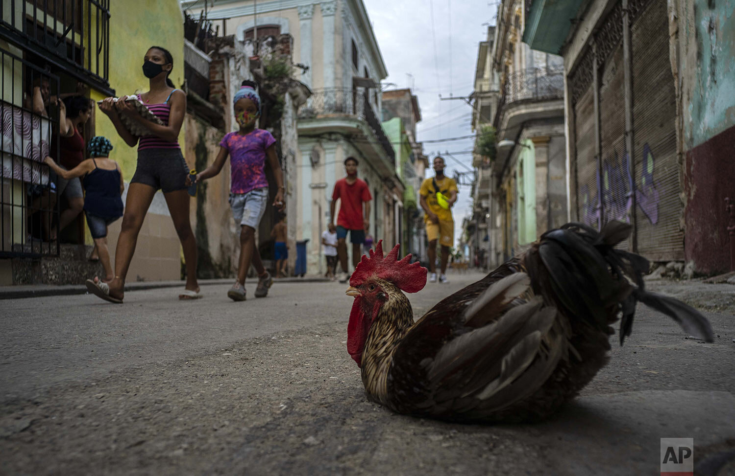  Pedestrians wearing face masks amid the new coronavirus pandemic walk past a rooster named "Espartaco," or Spartacus, sitting in the middle of a street in Havana, Cuba, Oct. 27, 2020. (AP Photo/Ramon Espinosa) 
