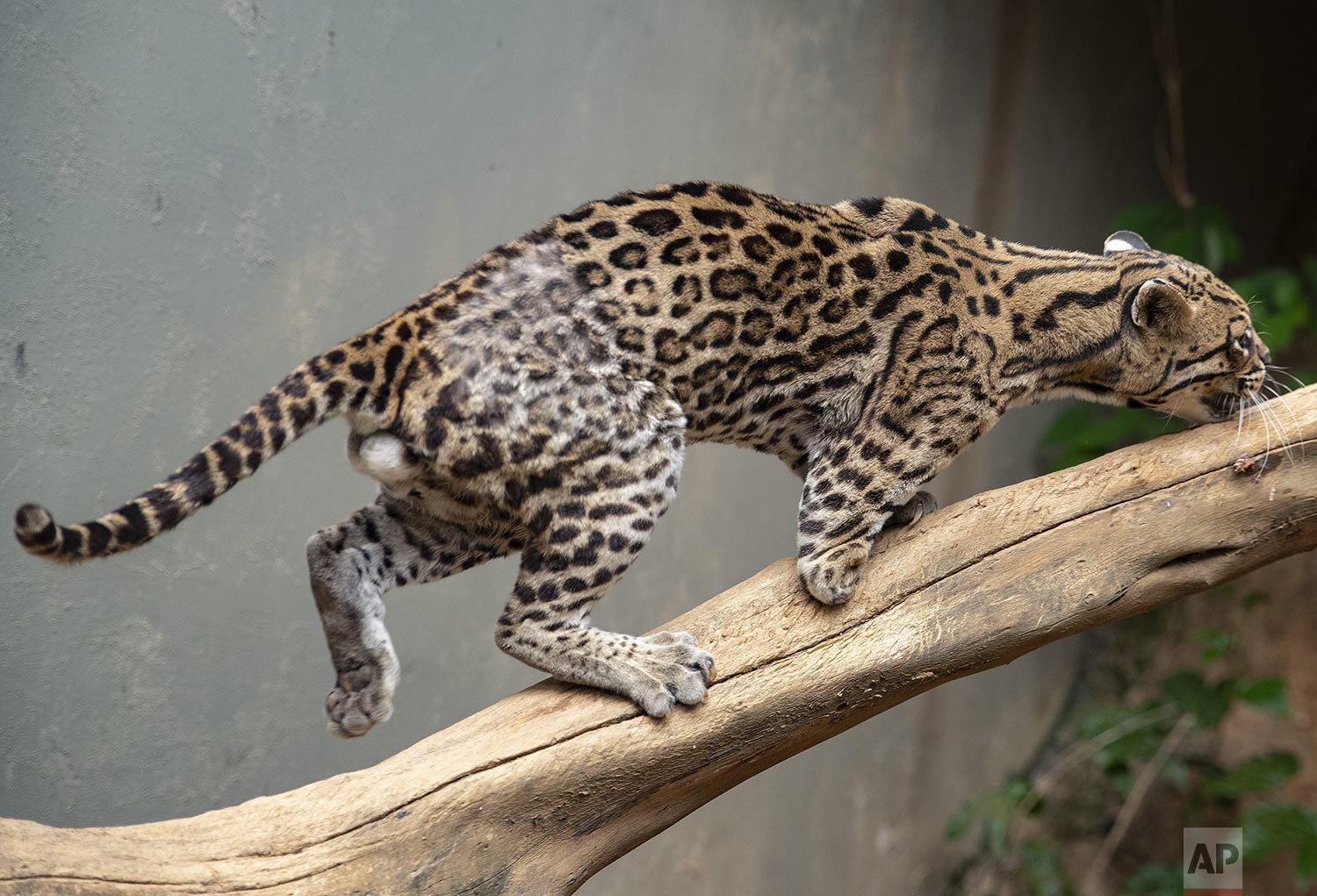  An injured ocelot that lost part of its leg when it was run over by a car climbs a branch inside its cage at the Mata Ciliar NGO in Jundiai, Brazil, Oct. 20, 2020. (AP Photo/Andre Penner) 