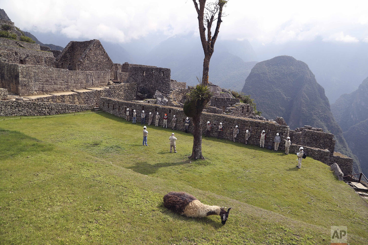  A lama lays on the grass at the Machu Picchu archeological site, where only maintenance workers gather while it's closed to the public amid the COVID-19 pandemic, in the department of Cusco, Peru, Oct. 27, 2020. (AP Photo/Martin Mejia) 