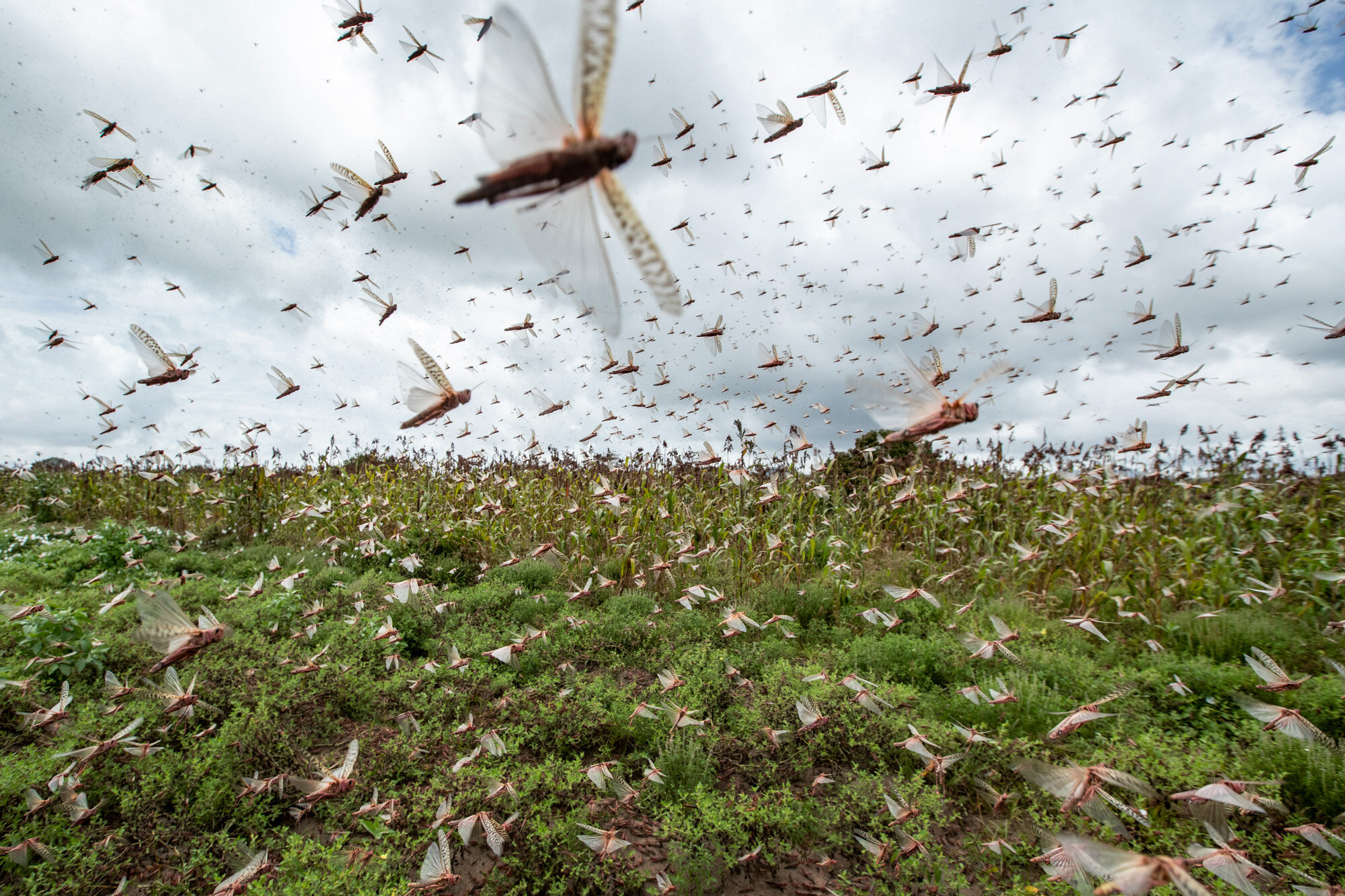 Swarms of desert locusts fly into the air from crops in Katitika village in Kenya’s Kitui county on Jan. 24, 2020. In the worst outbreak in a quarter-century, hundreds of millions of the insects swarmed into Kenya from Somalia and Ethiopia, destroying farmland and threatening an already vulnerable region. (AP Photo/Ben Curtis)