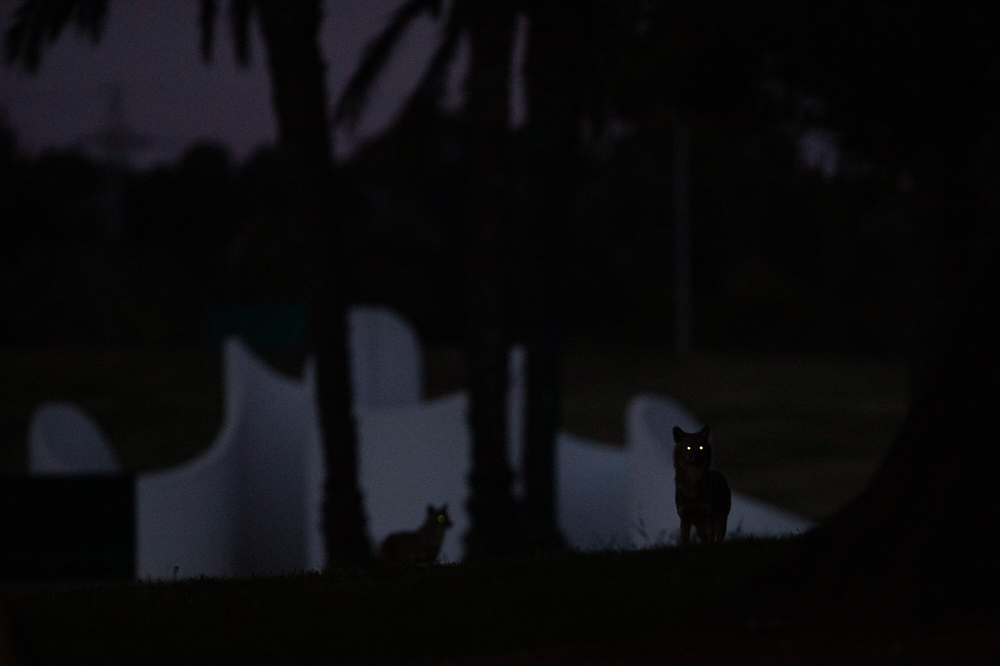 Jackals roam in the night in Tel Aviv’s Hayarkon Park, which is empty as the city is in lockdown due to the coronavirus pandemic, on April 9, 2020. (AP Photo/Oded Balilty)