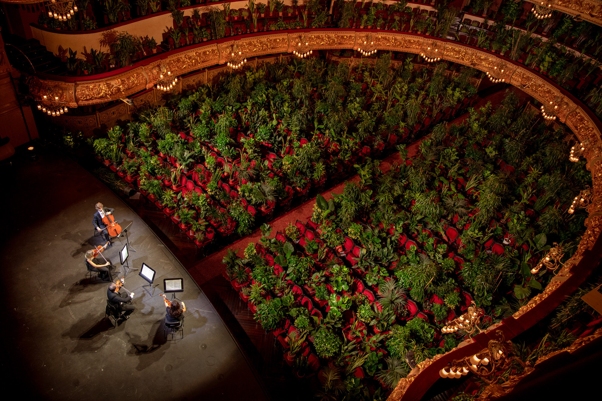  Musicians rehears at the Gran Teatre del Liceu in Barcelona, Spain, on June 22, 2020. When the doors opened for the performance of Puccini’s “Crisantemi” by the UceLi Quartet, the 2,292 seats of the auditorium were occupied by plants and the perform